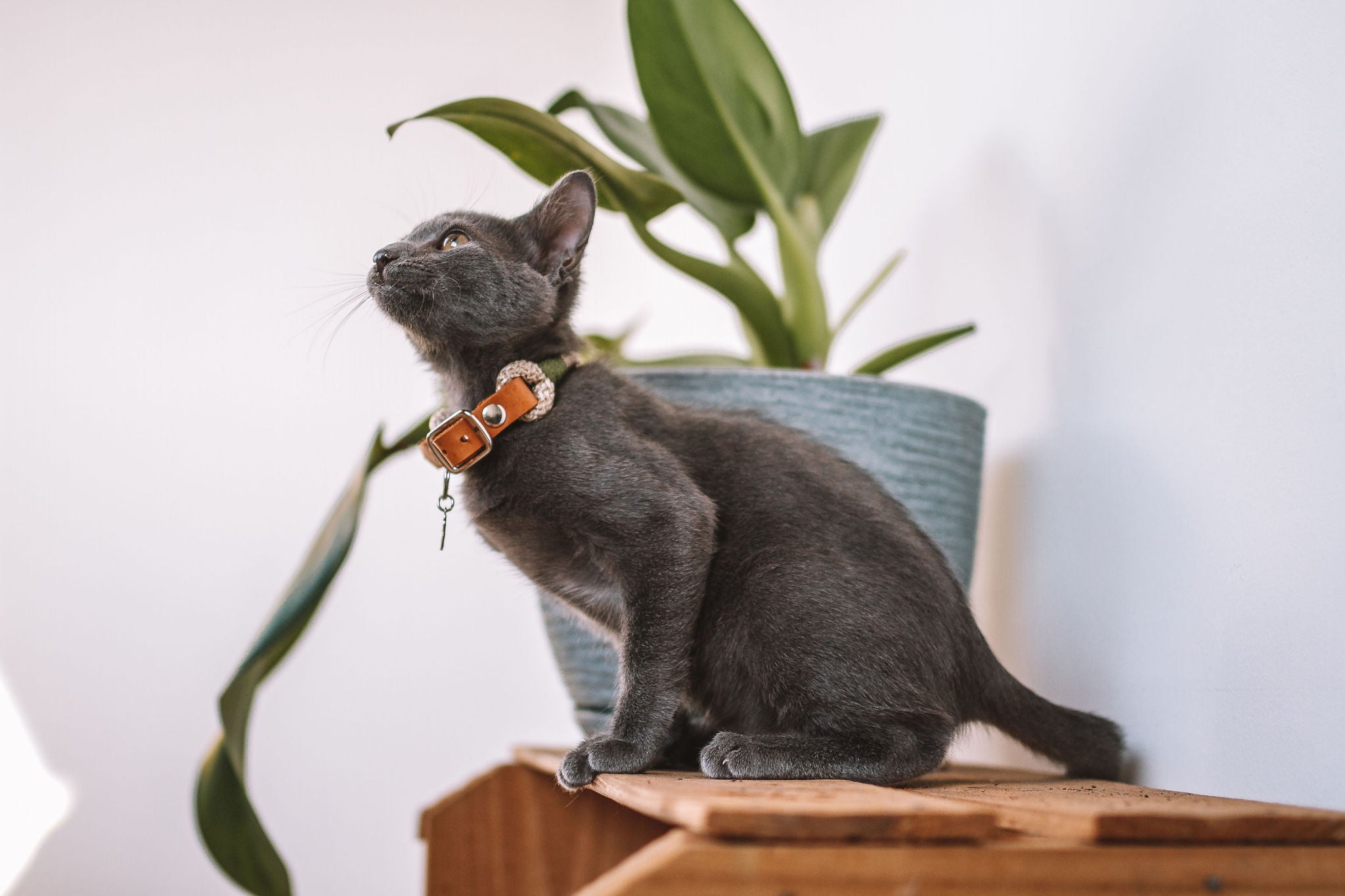 Gatos