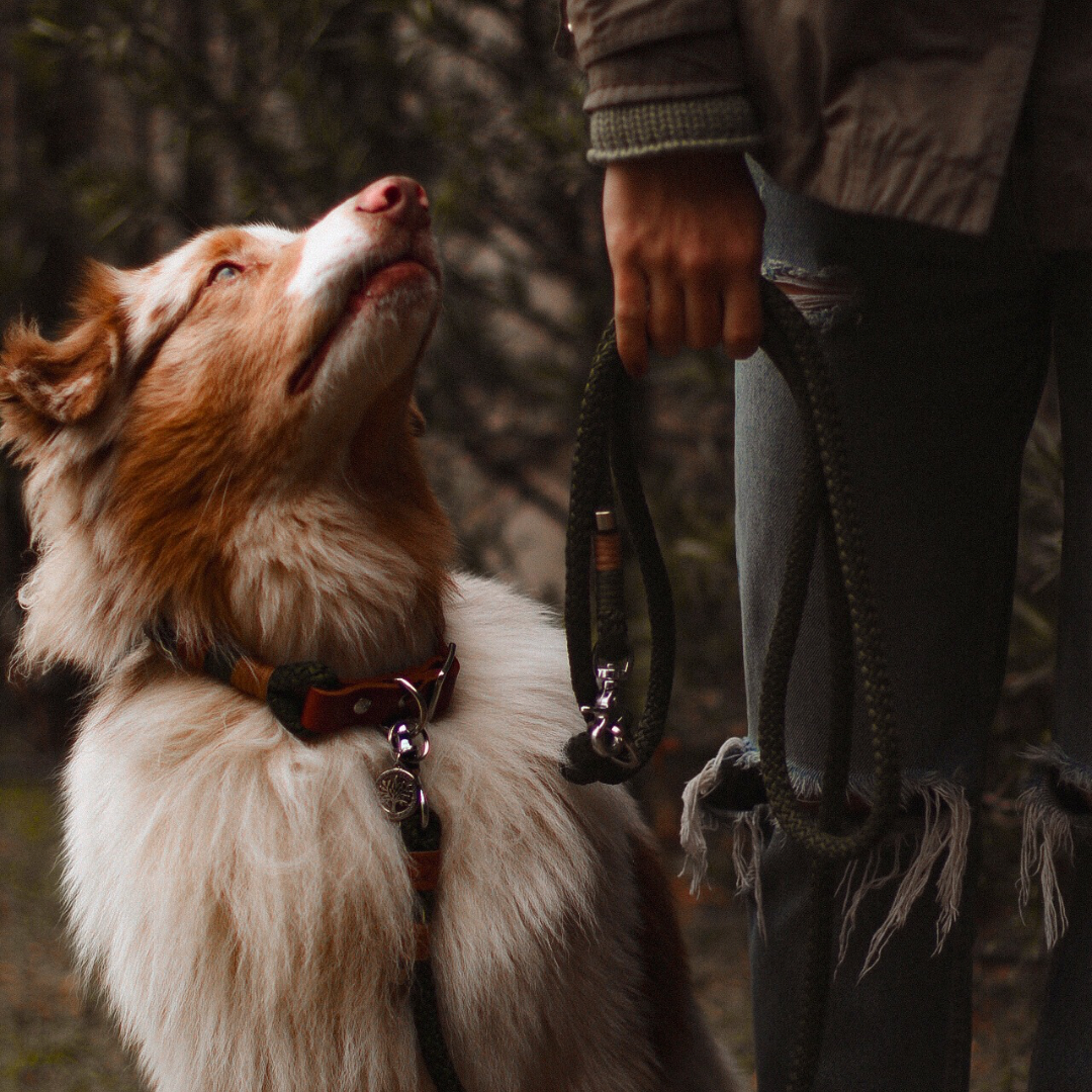 Conjunto Wilderness | Coleira e Guia para cachorros