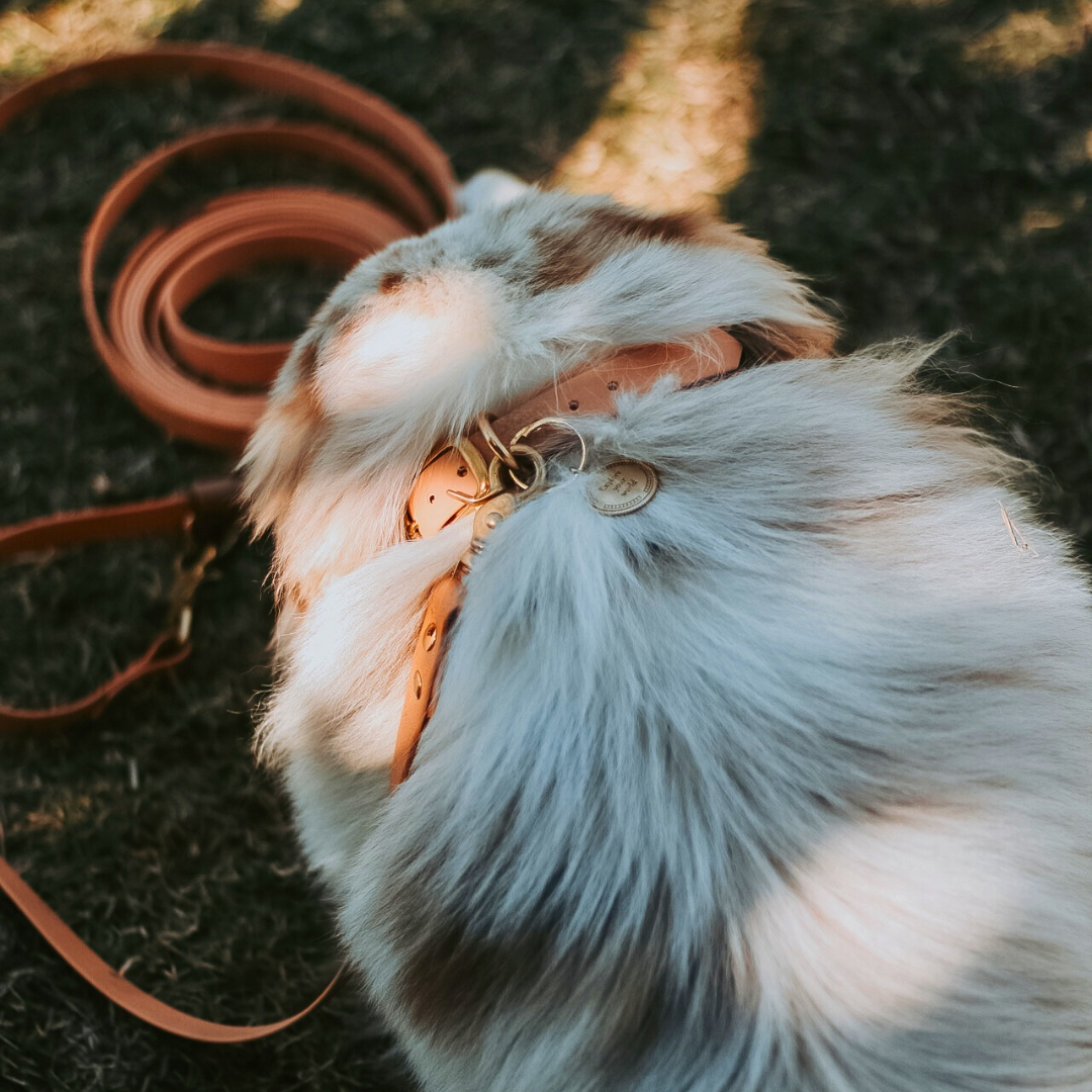 Guia ajustável tipo mãos livres para cachorros de Biothane Elements