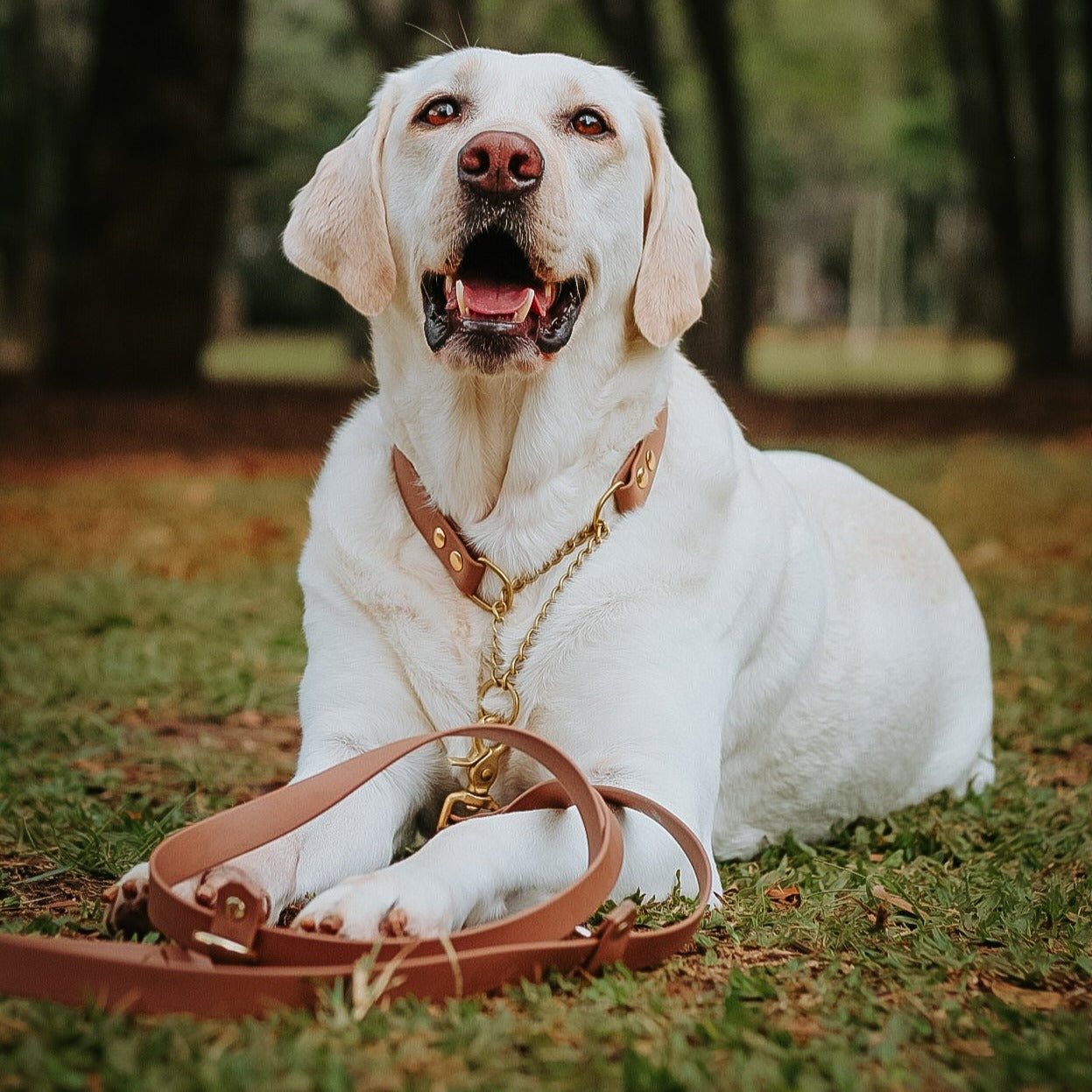 Guia ajustável tipo mãos livres para cachorros de Biothane Elements