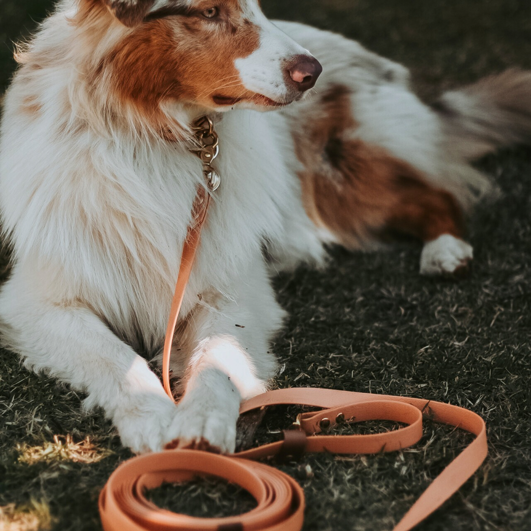 Guia ajustável tipo mãos livres para cachorros de Biothane Elements