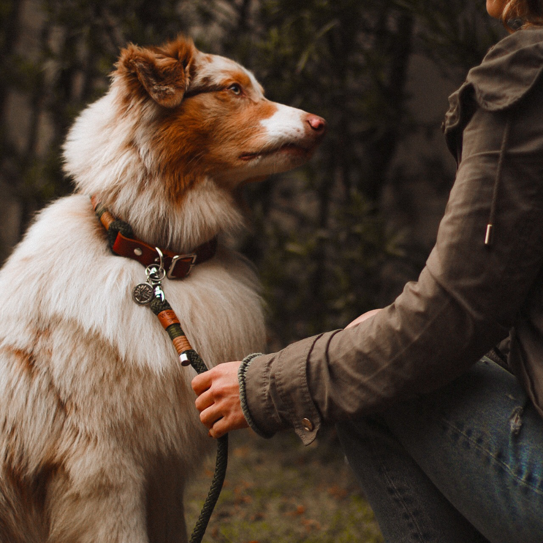 Conjunto Wilderness | Coleira e Guia para cachorros