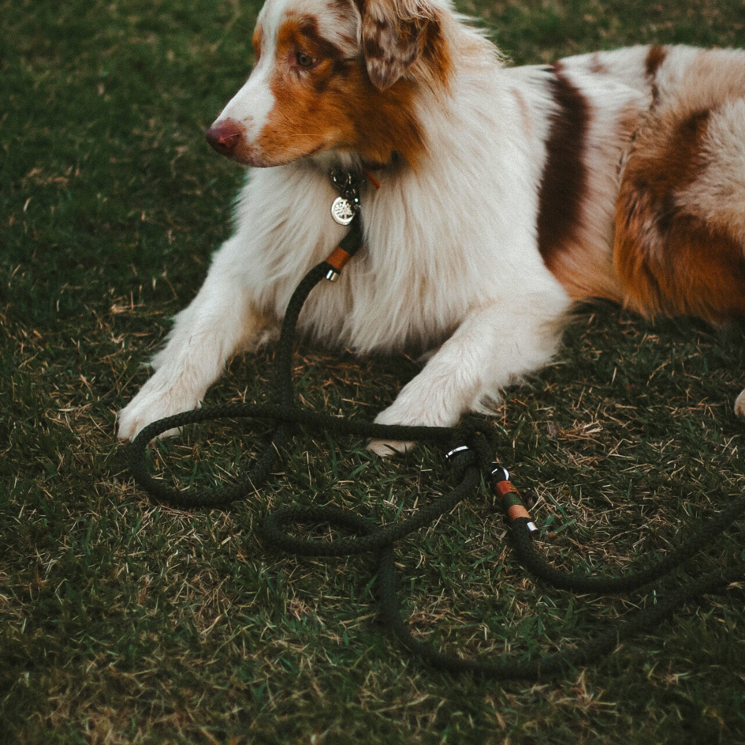 Conjunto Wilderness | Coleira e Guia para cachorros