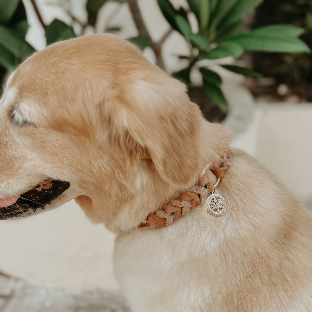 Coleira para cachorros Braidy (personalizado)