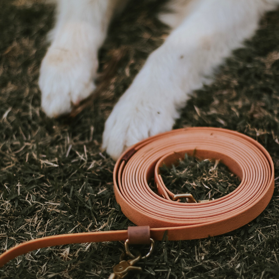 Guia ajustável tipo mãos livres para cachorros de Biothane Elements