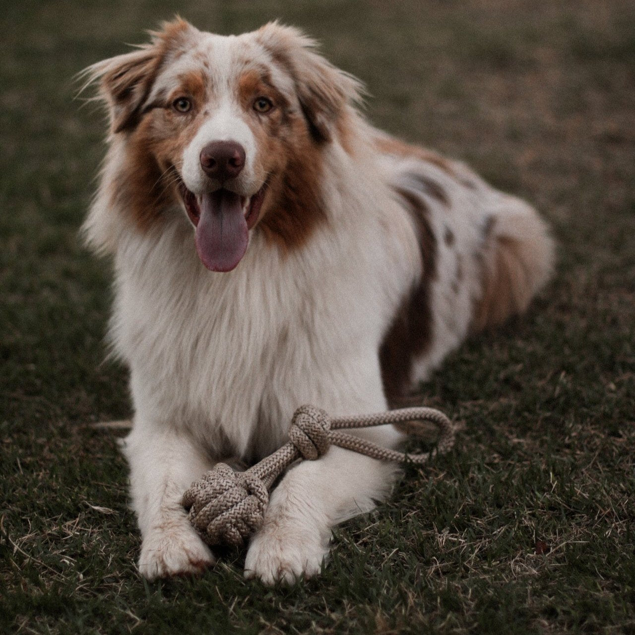 Brinquedo de corda para cachorros Wild