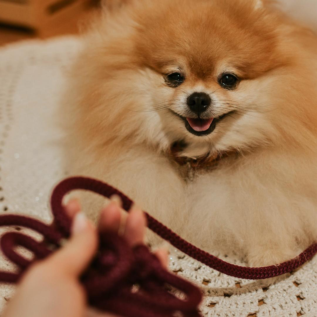 Guia para cachorros pequenos e gatos Magic