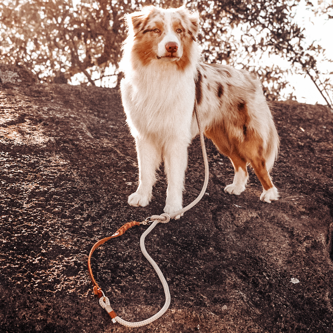 Conjunto Royale | Coleira e Guia para cachorros