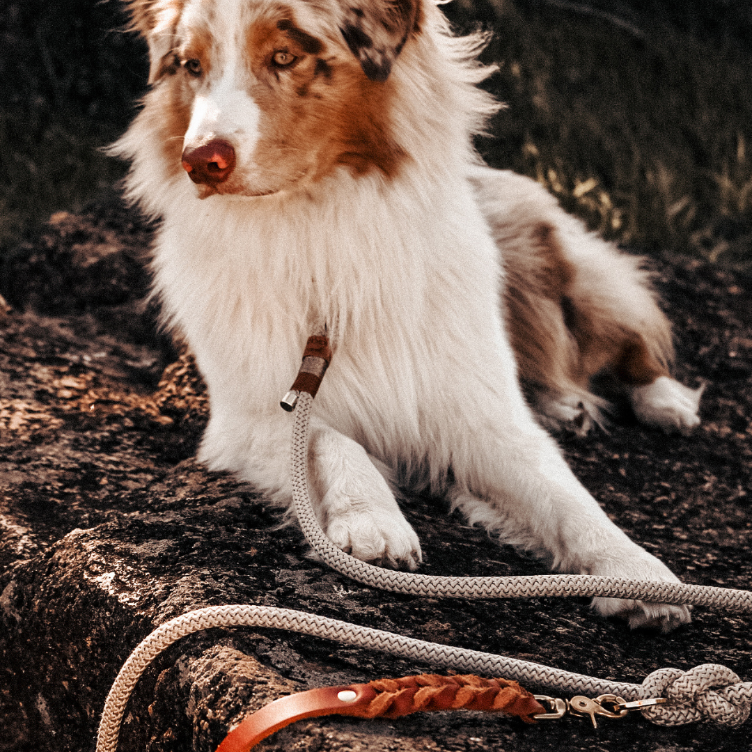 Conjunto Royale | Coleira e Guia para cachorros