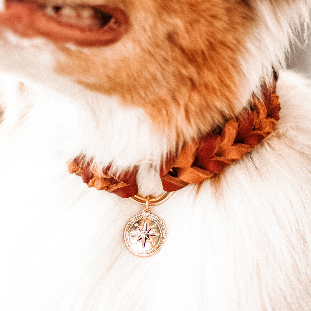 Conjunto Royale | Coleira e Guia para cachorros