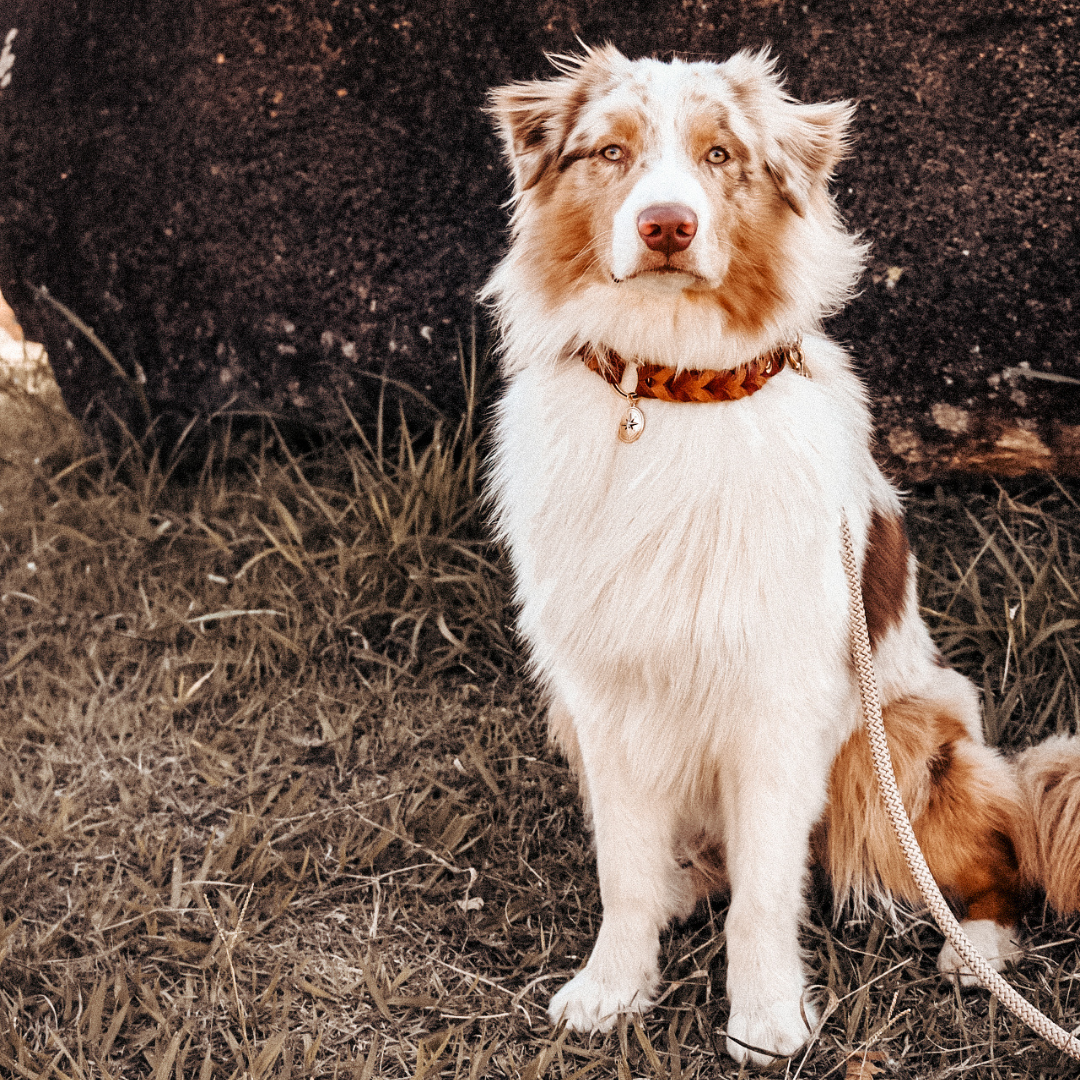 Conjunto Royale | Coleira e Guia para cachorros