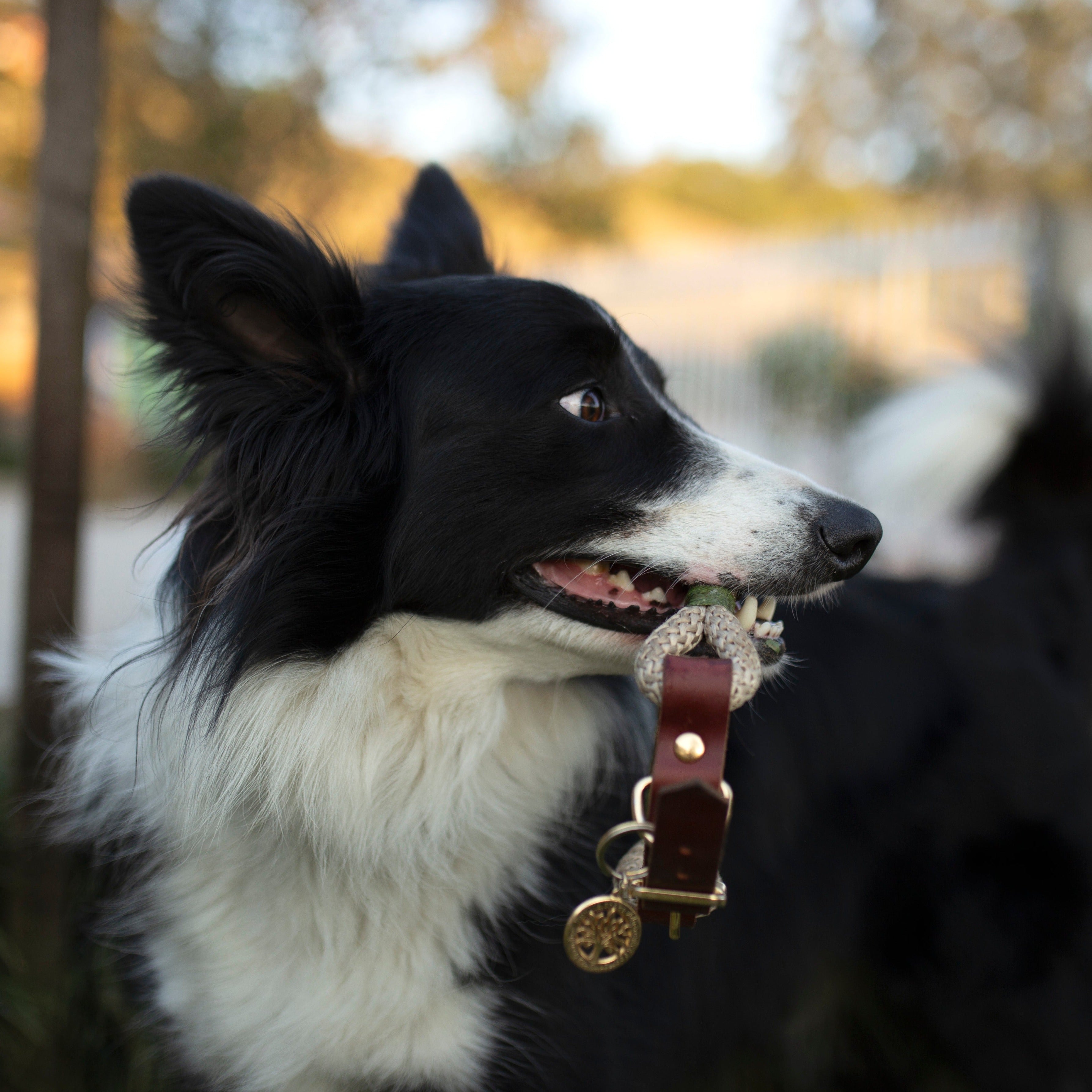 Coleira para cachorros Origins