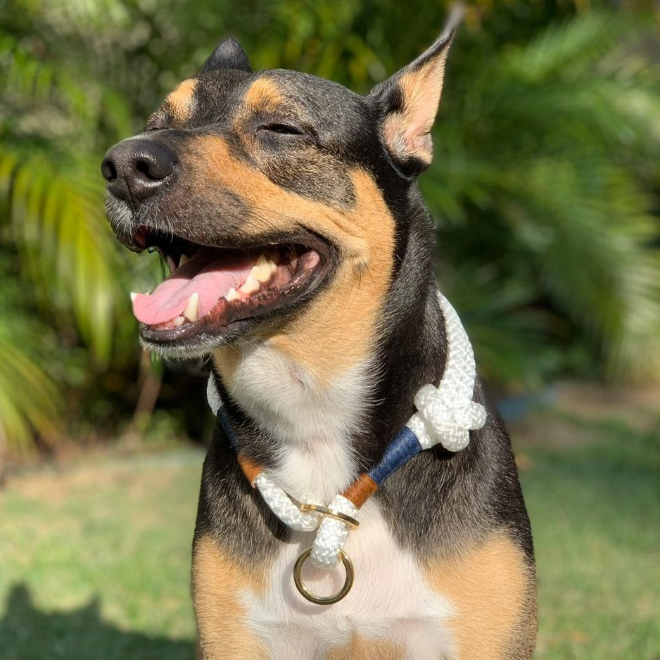 Coleira de corda para cachorros Flexy