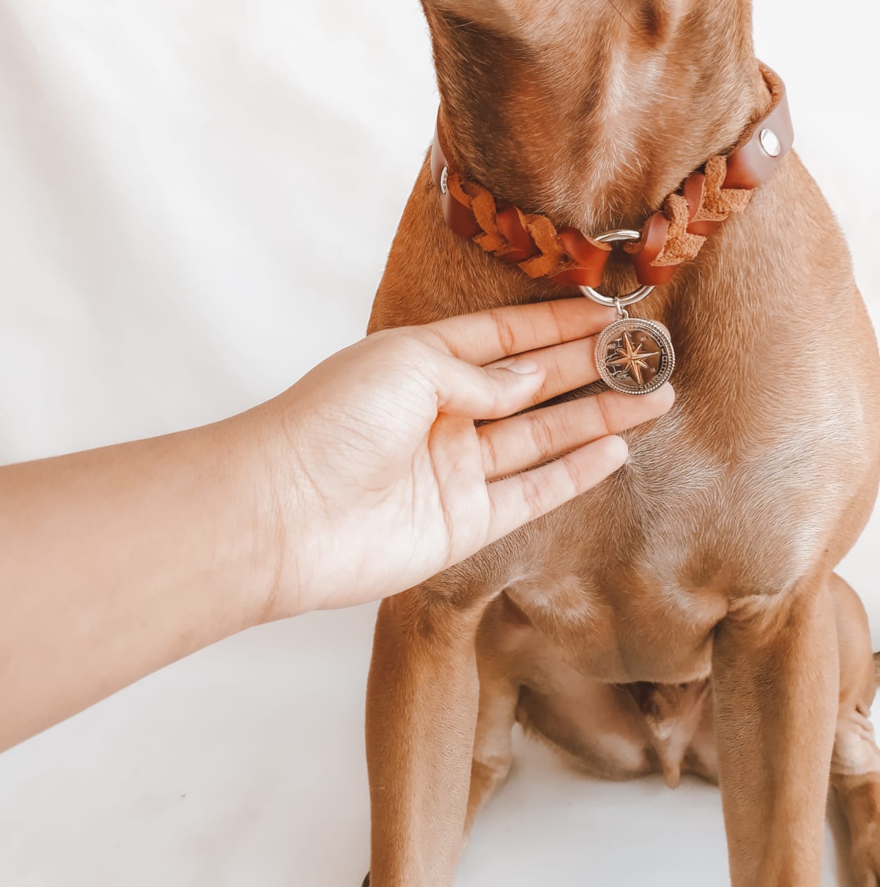 Colar para cachorros Charm