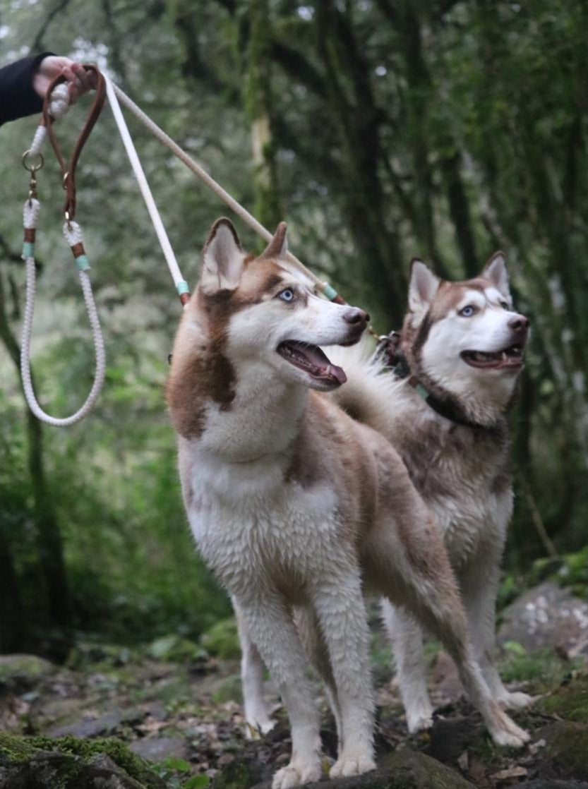 Guia Dupla para cachorros - Adaptador