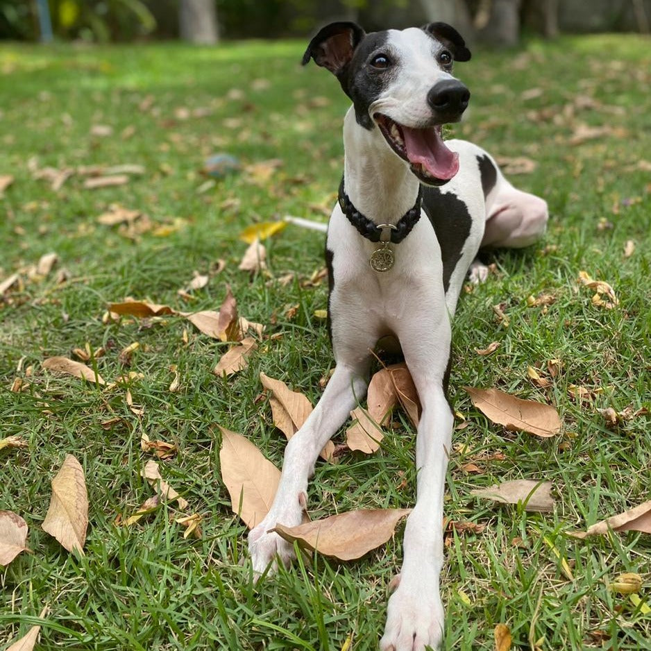 Colar para cachorros Charm