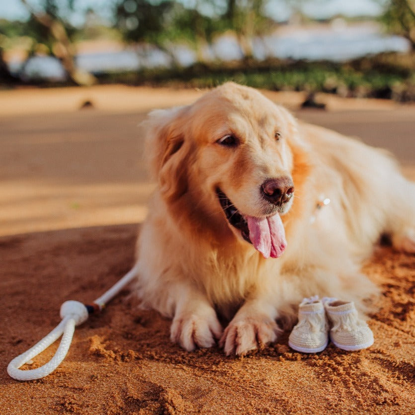 Guia para cachorros Navy