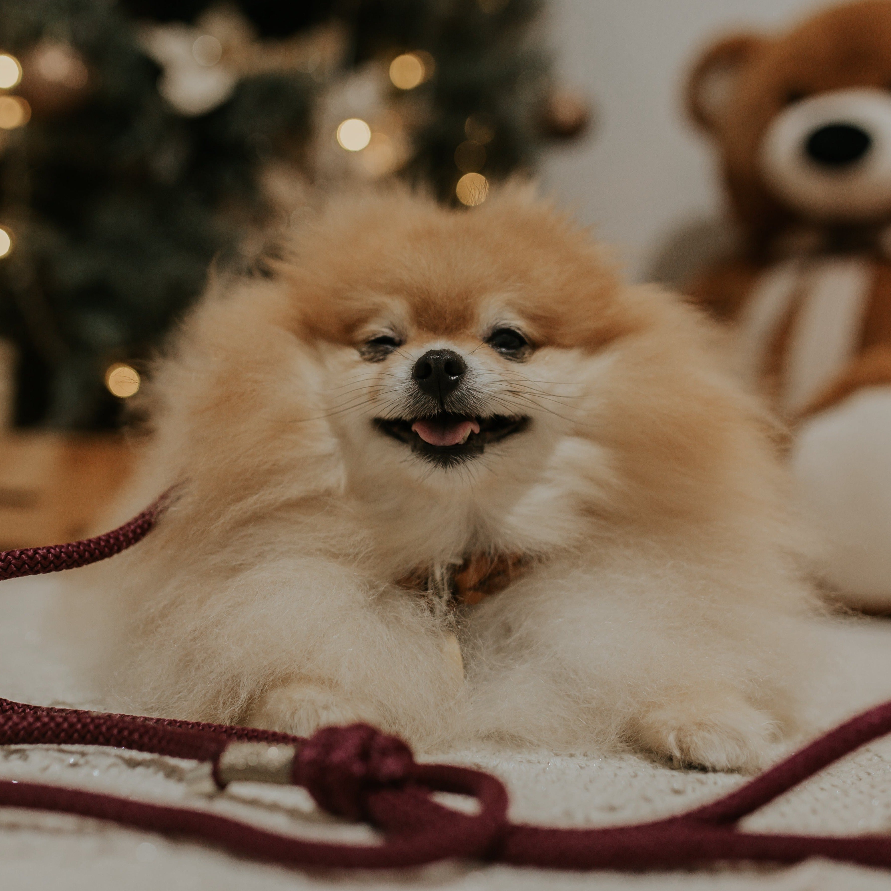 Guia para cachorros e gatos Navy Mini