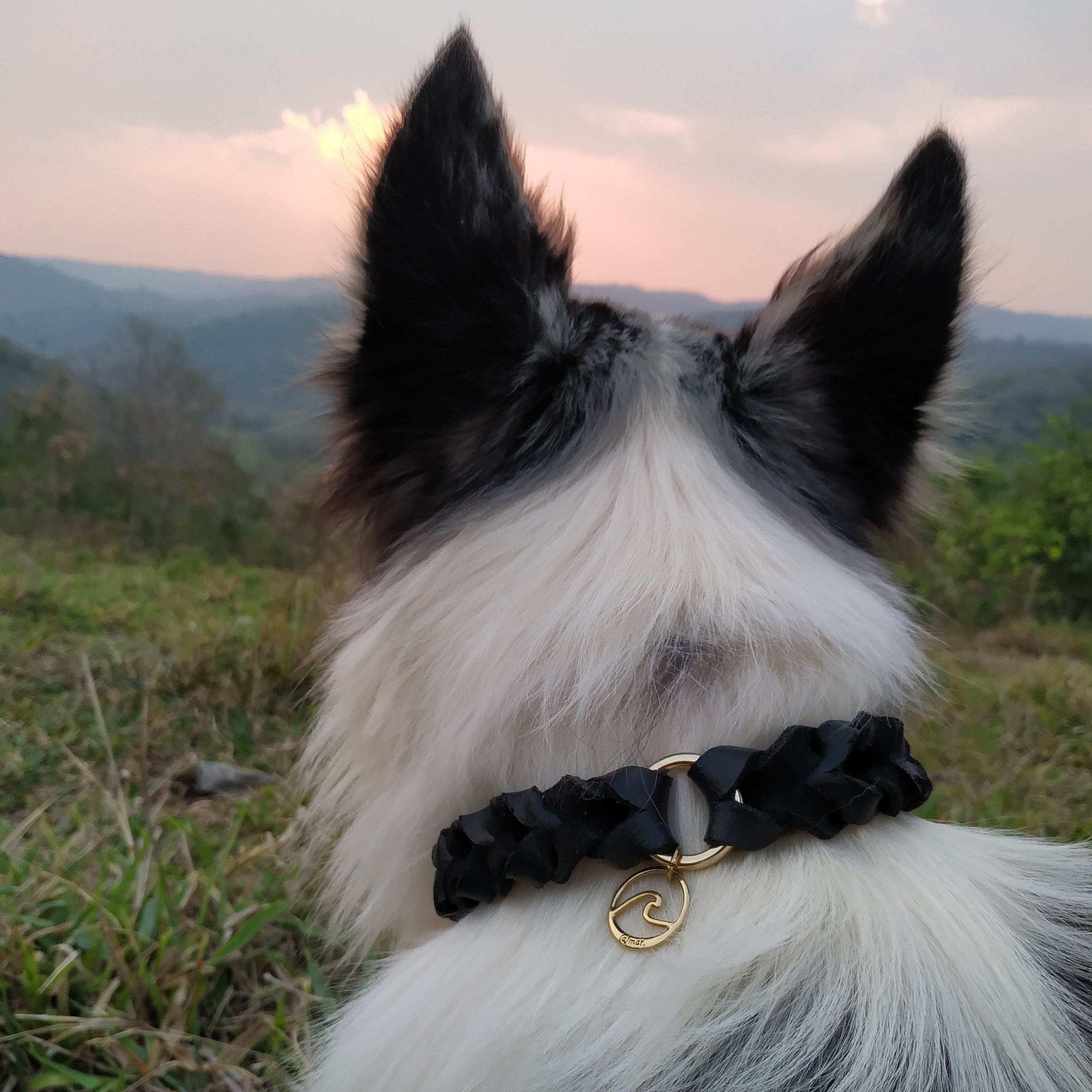 Coleira para cachorros Braidy