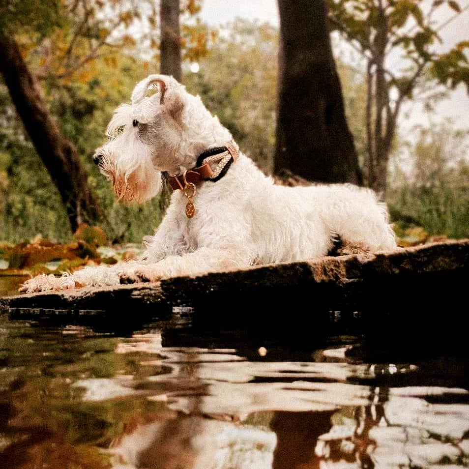 Coleira para cachorros Serenity