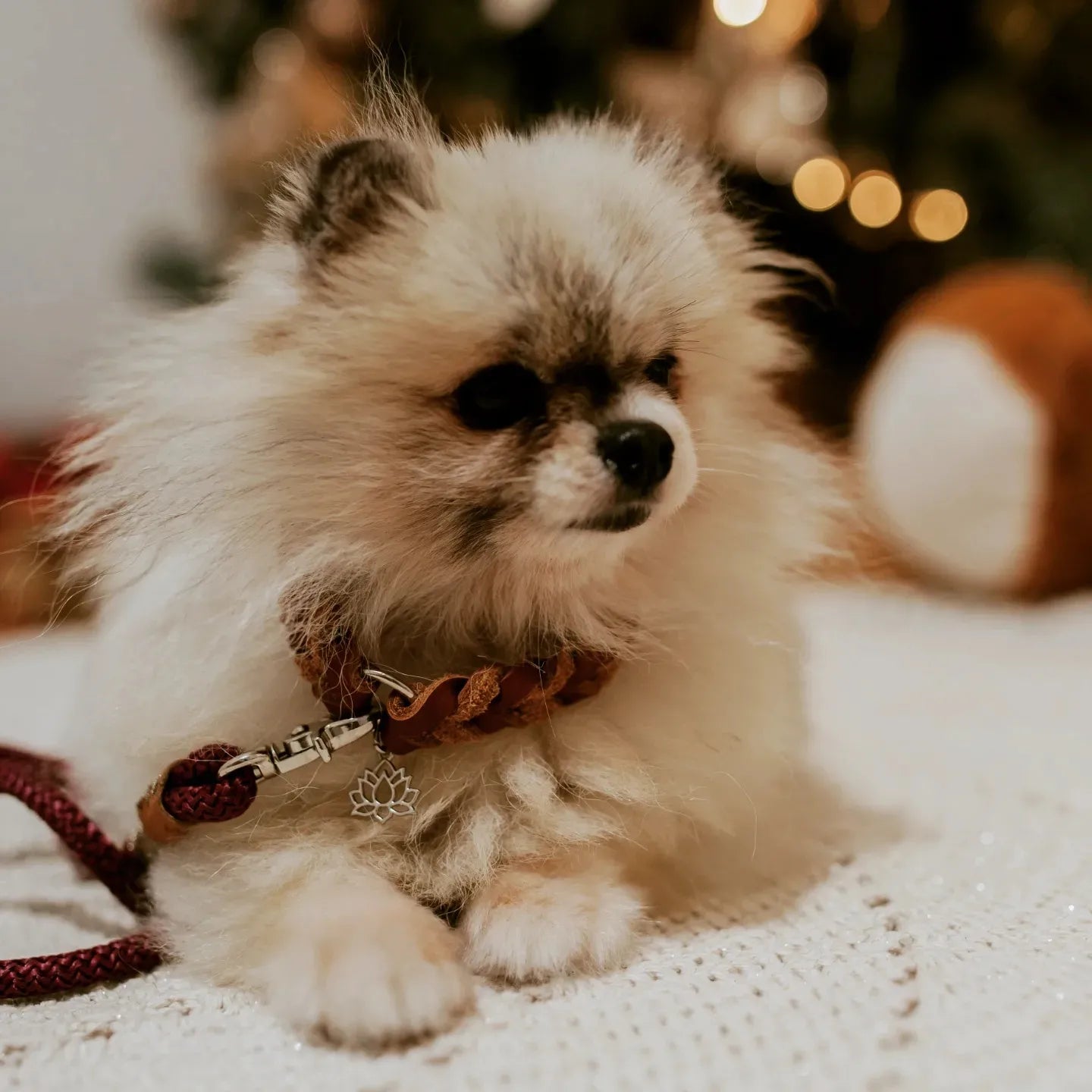 Coleira de couro para cachorros e gatos Braidy Mini