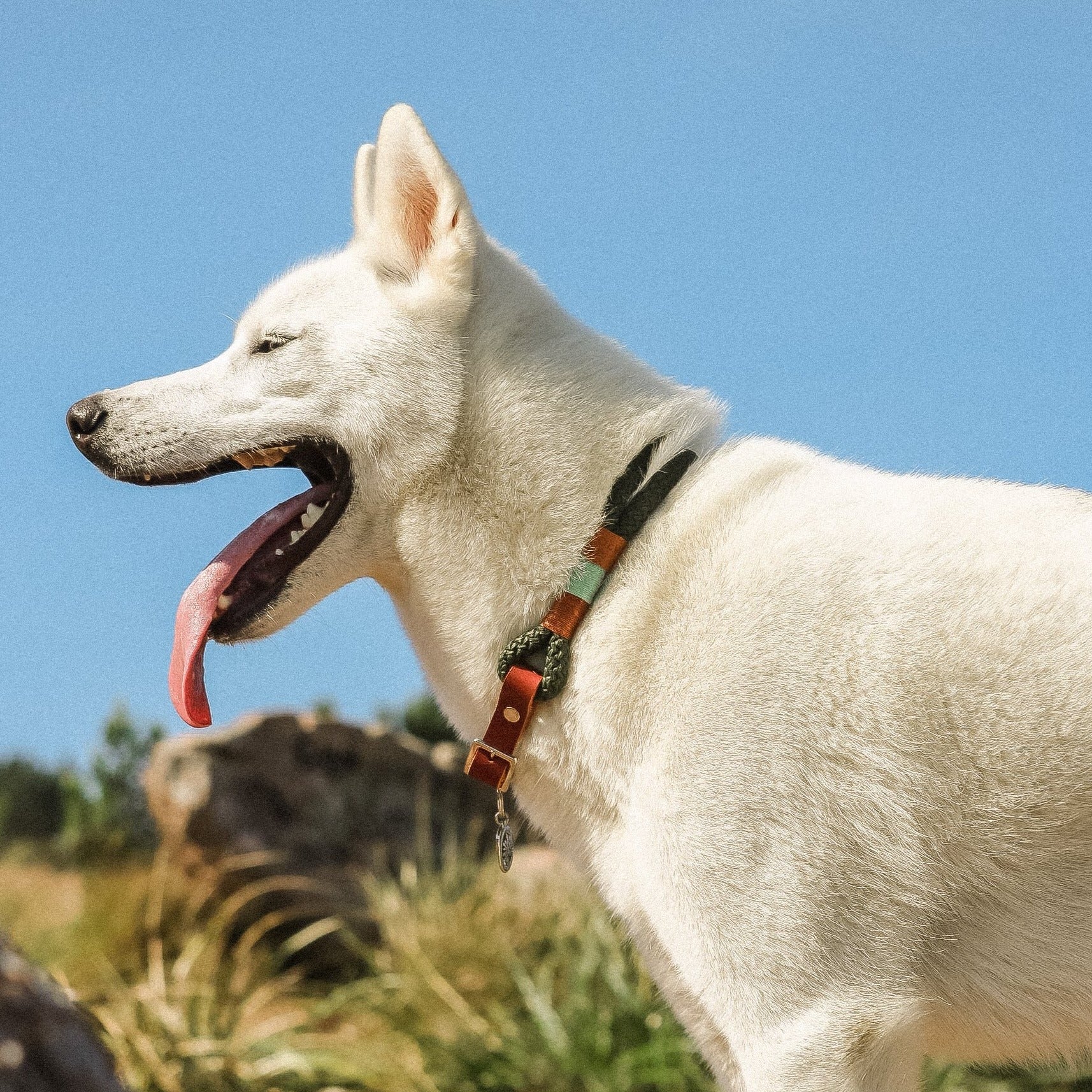 Coleira para cachorros Origins