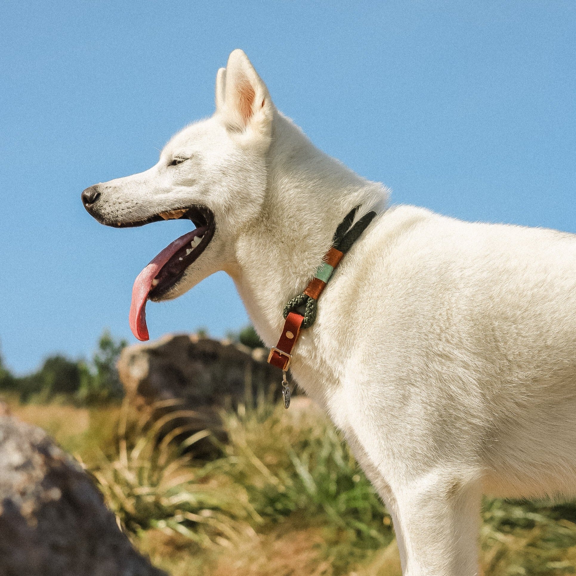 Conjunto Wildforest | Coleira e Guia para cachorros