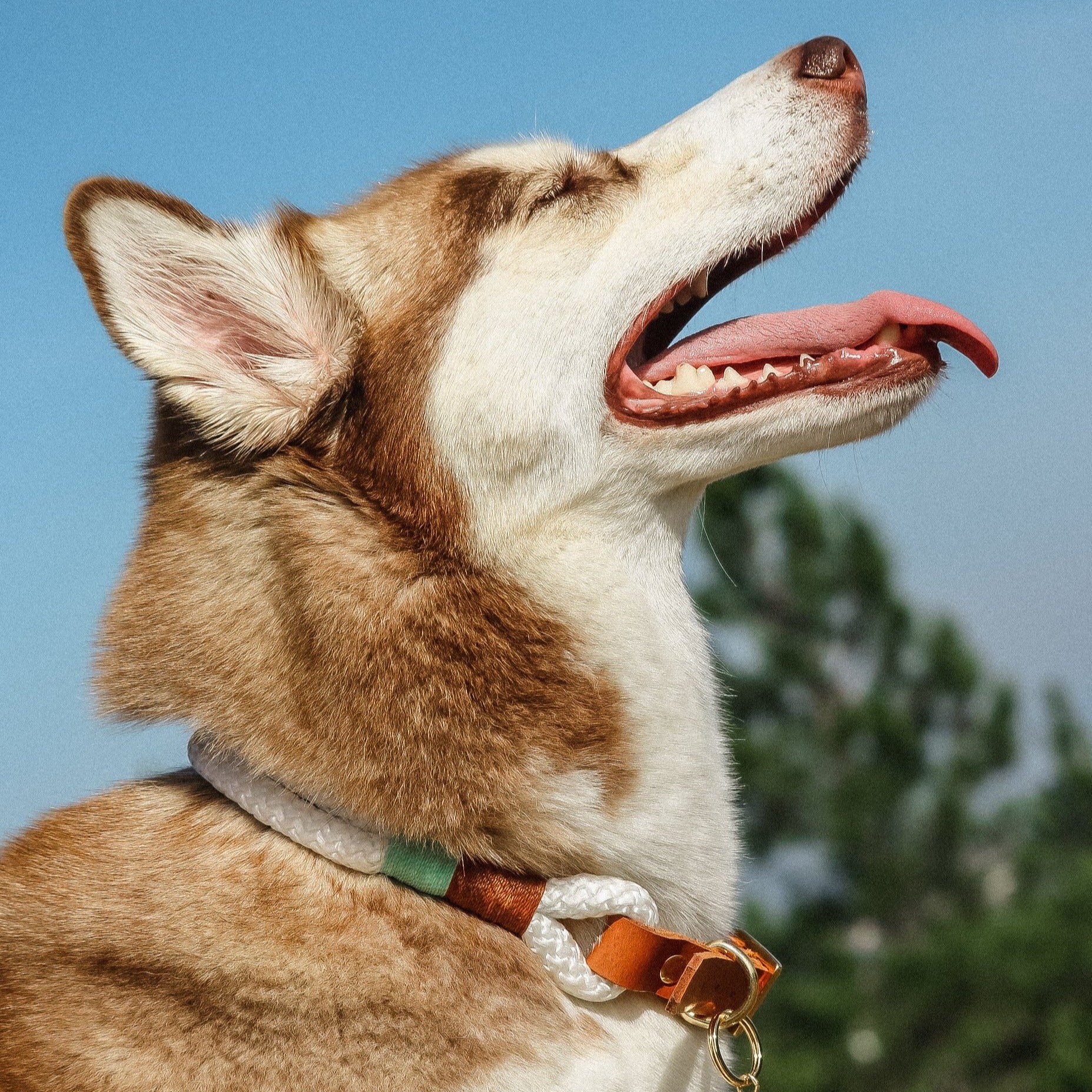 Coleira para cachorros Origins