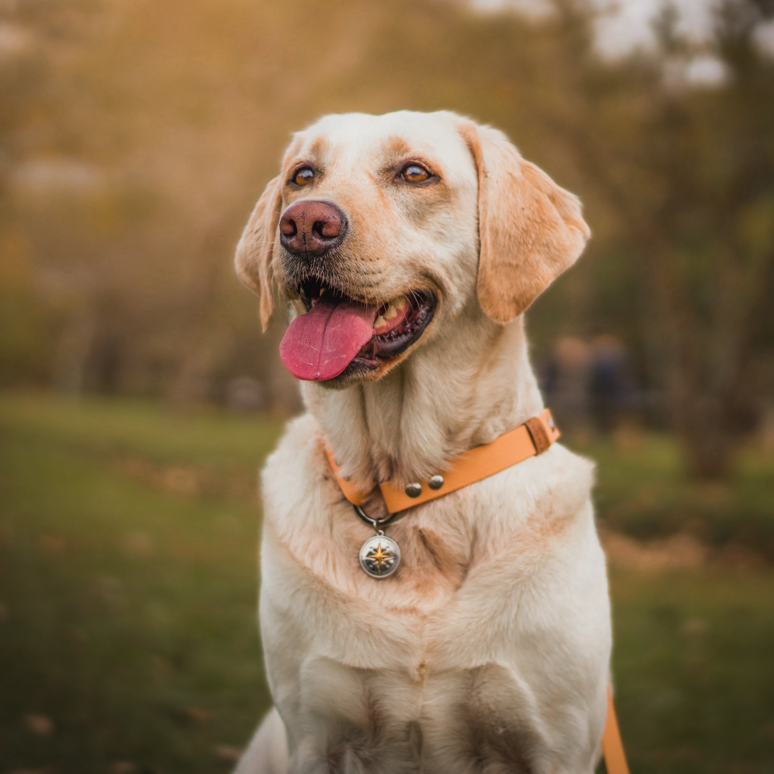 Coleira para cachorros de Biothane Spirit