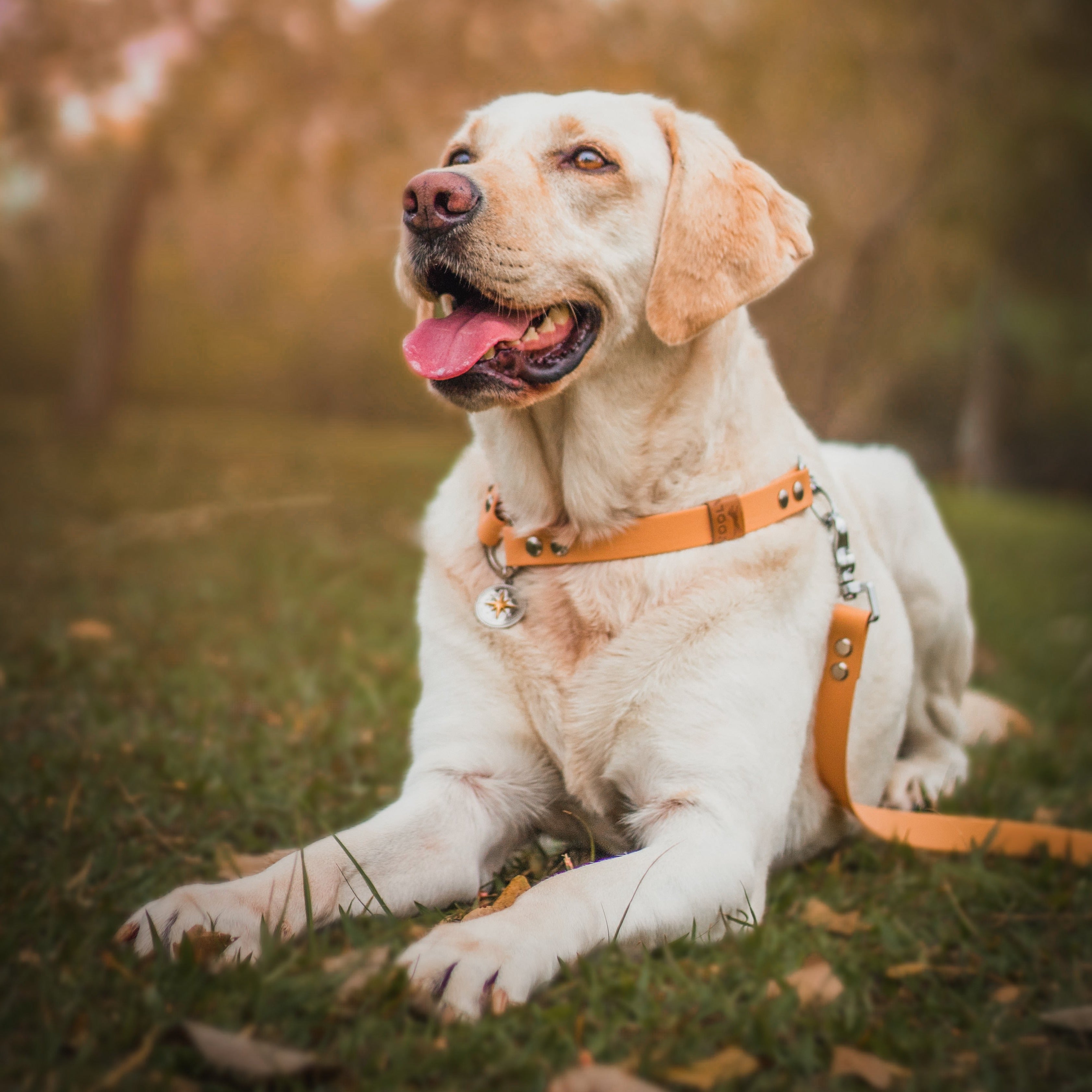 Guia para cachorros de Biothane Roots