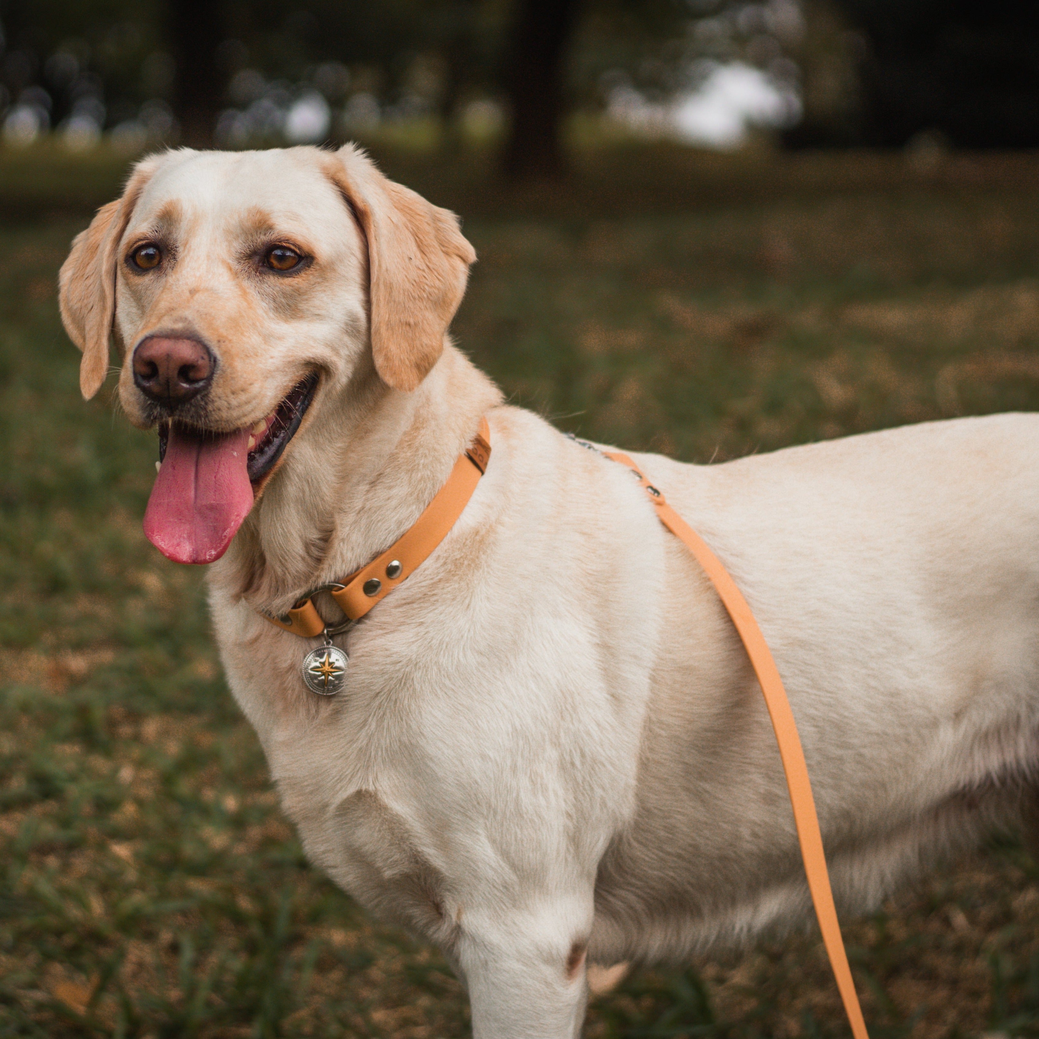 Guia para cachorros de Biothane Roots