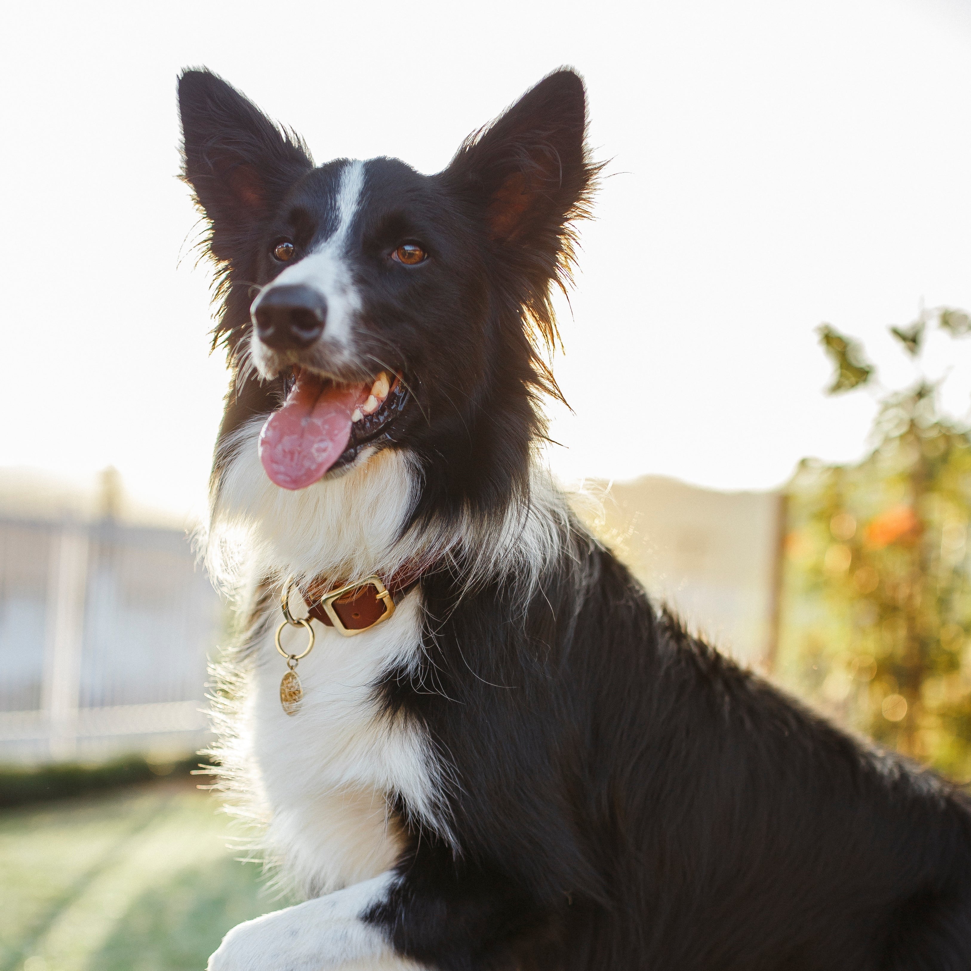 Coleira de couro para cachorros Classy (com nome gravado)