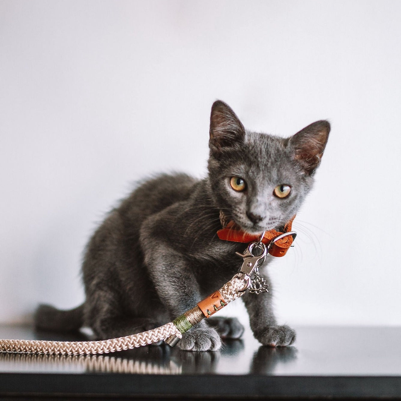 Guia para cachorros e gatos Navy Mini