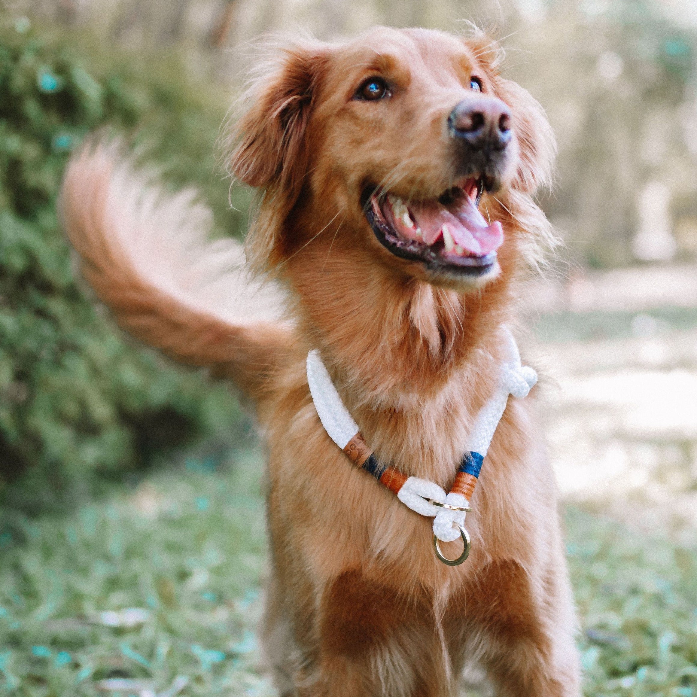 Coleira de corda para cachorros Flexy