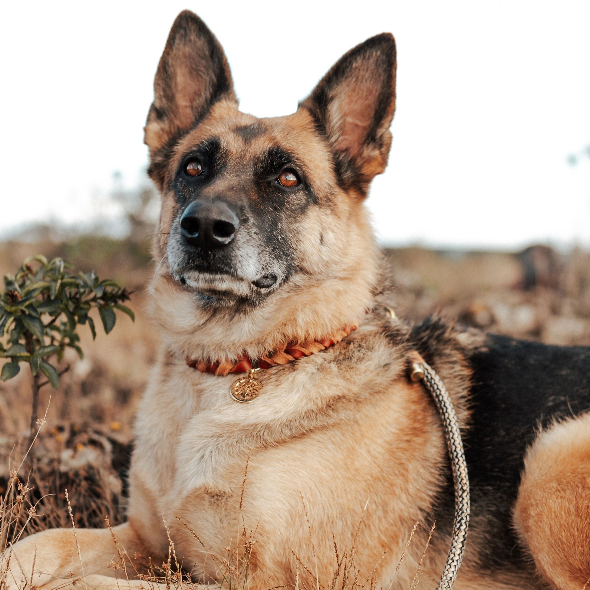 Conjunto Wildland | Coleira e Guia para cachorros