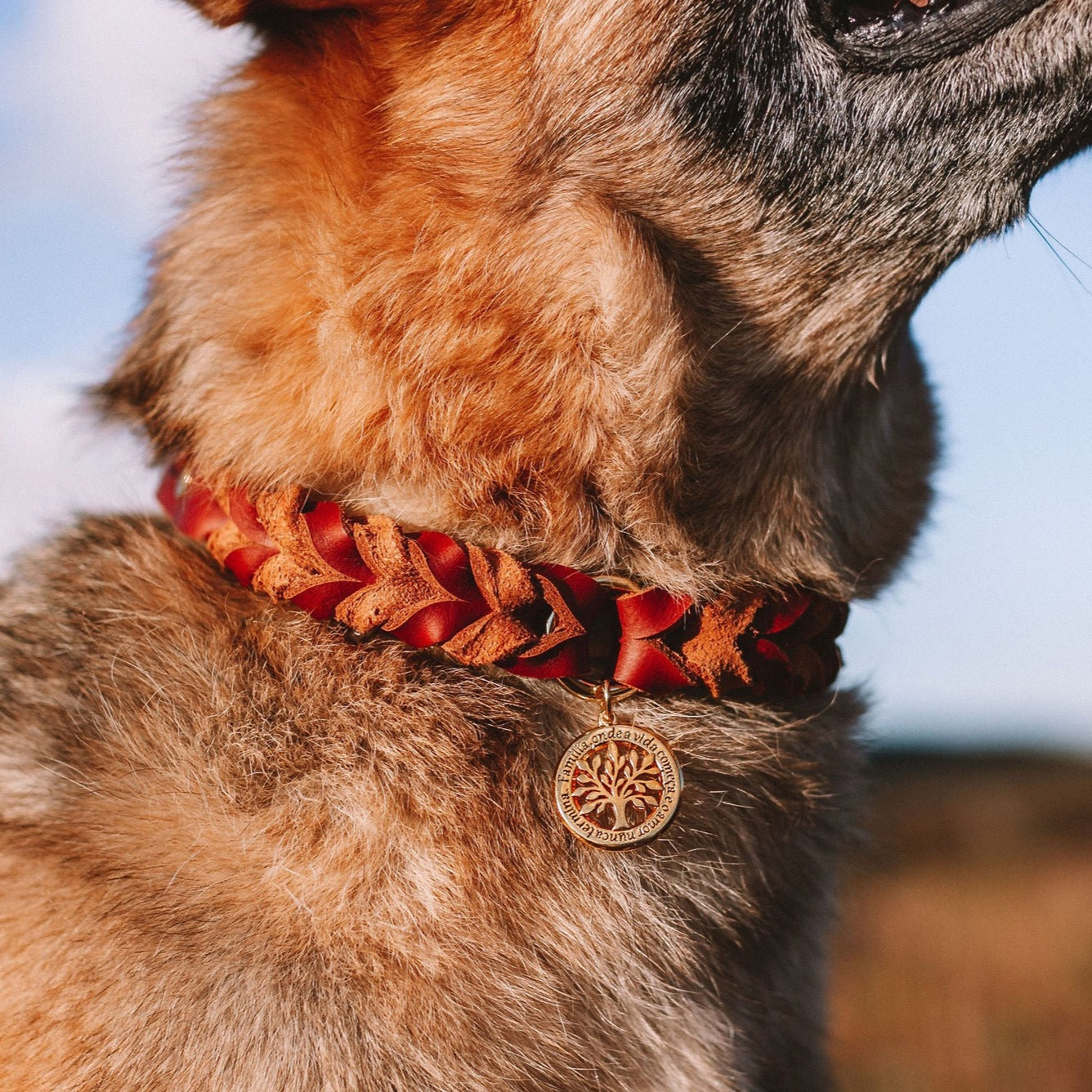 Coleira para cachorros Braidy