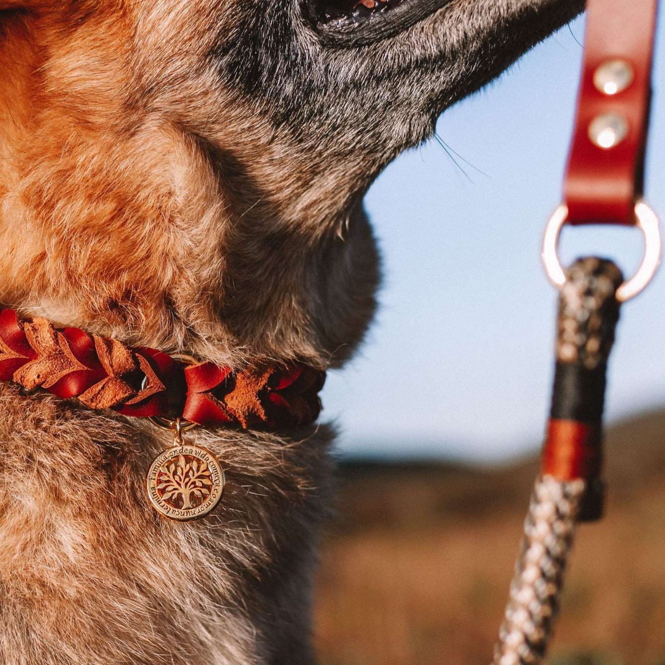 Conjunto Wildland | Coleira e Guia para cachorros