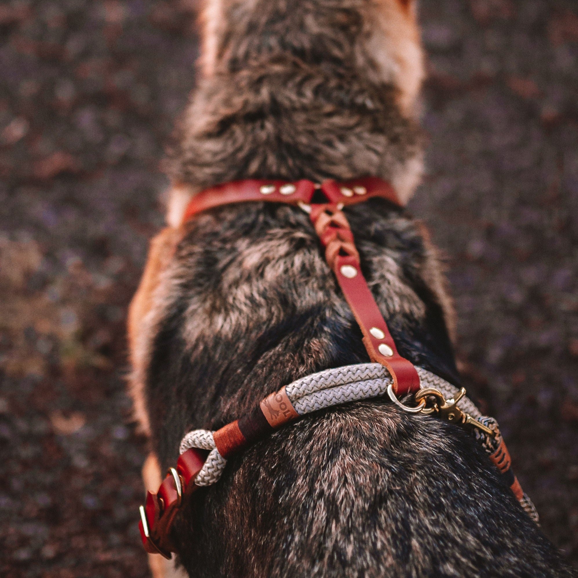 Peitoral para cachorros Carisma