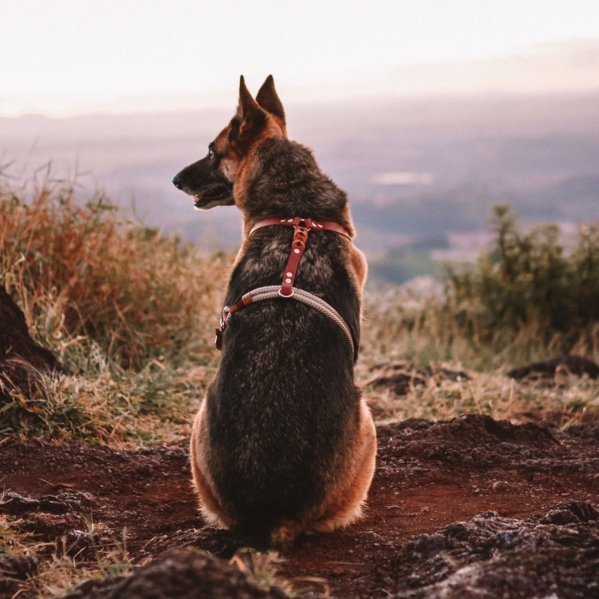 Peitoral para cachorros Carisma