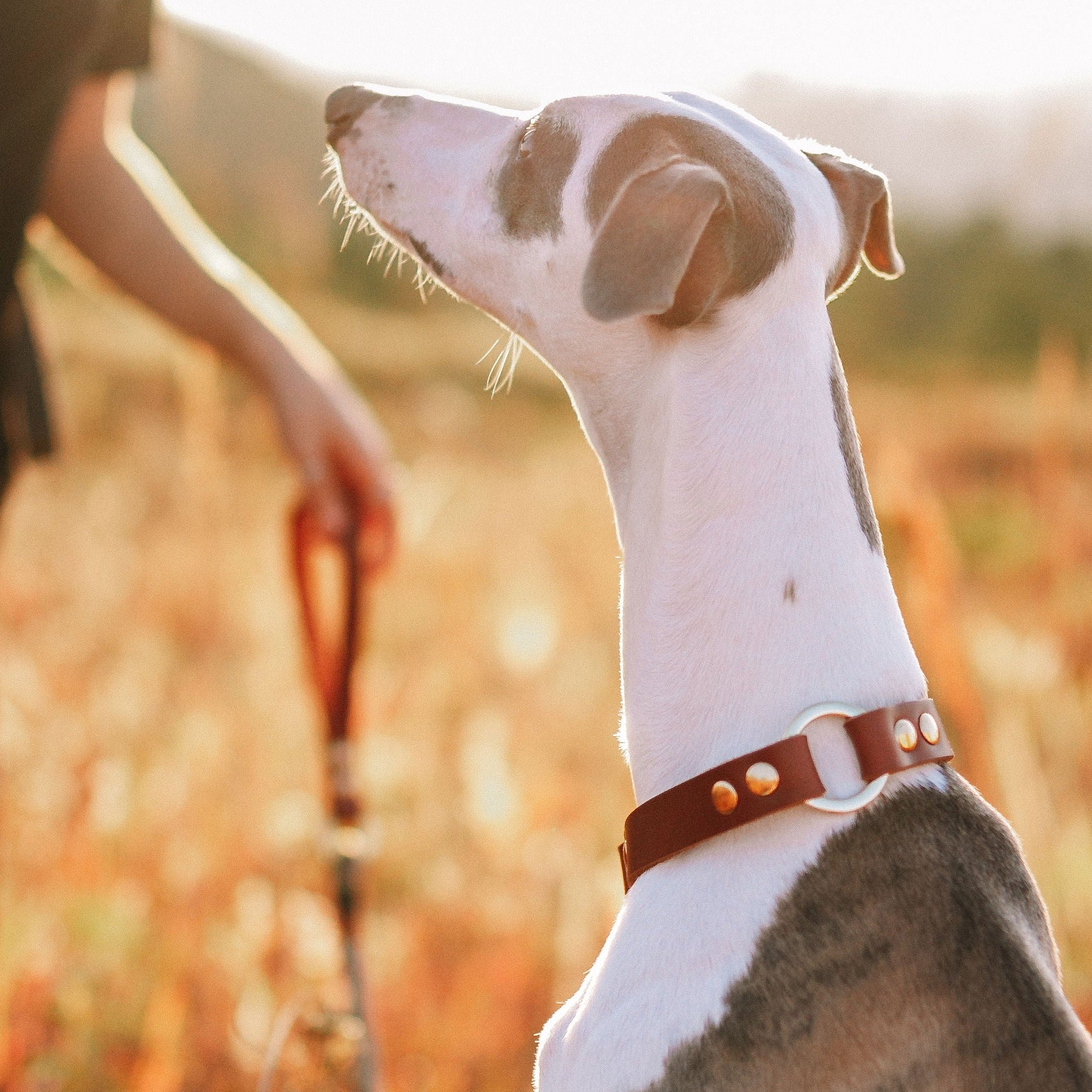 Coleira para cachorros Gypsi