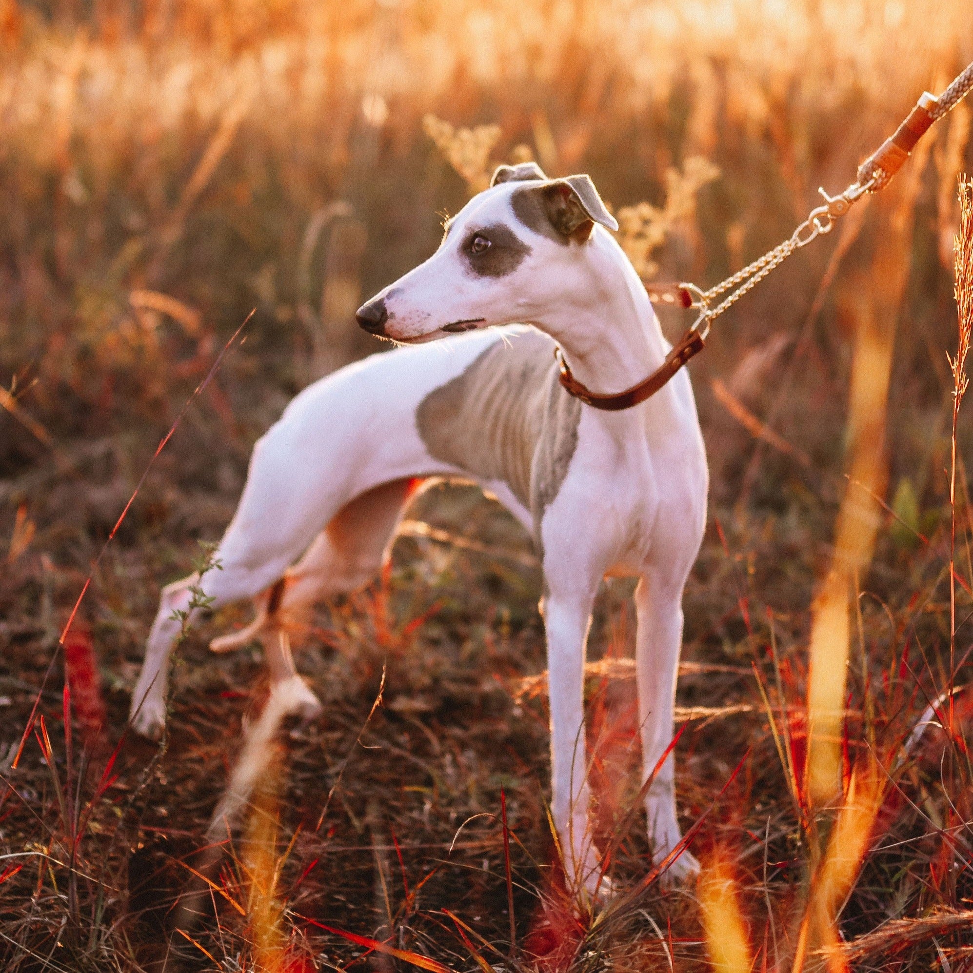 Coleira para cachorros Gypsi