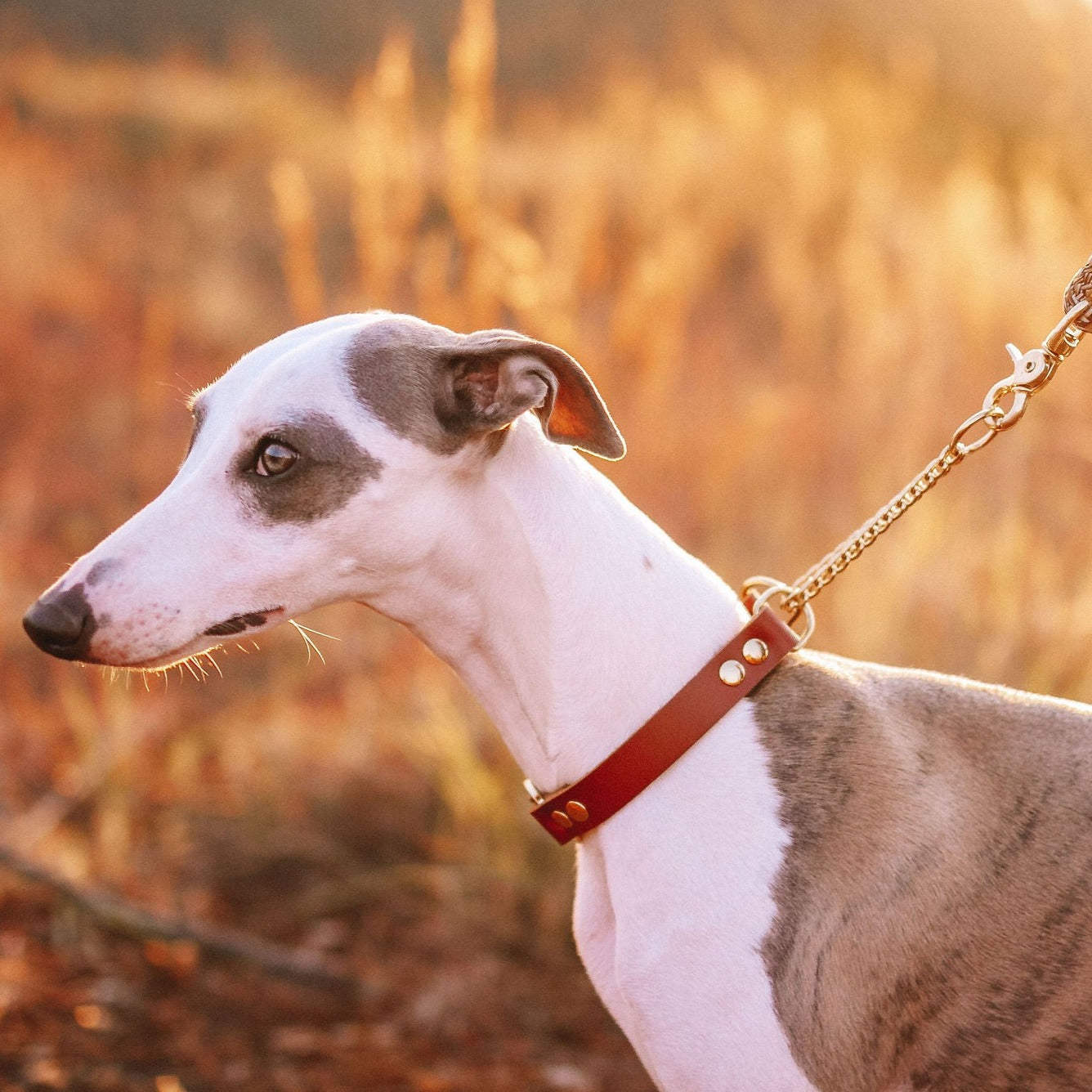 Coleira para cachorros Gypsi