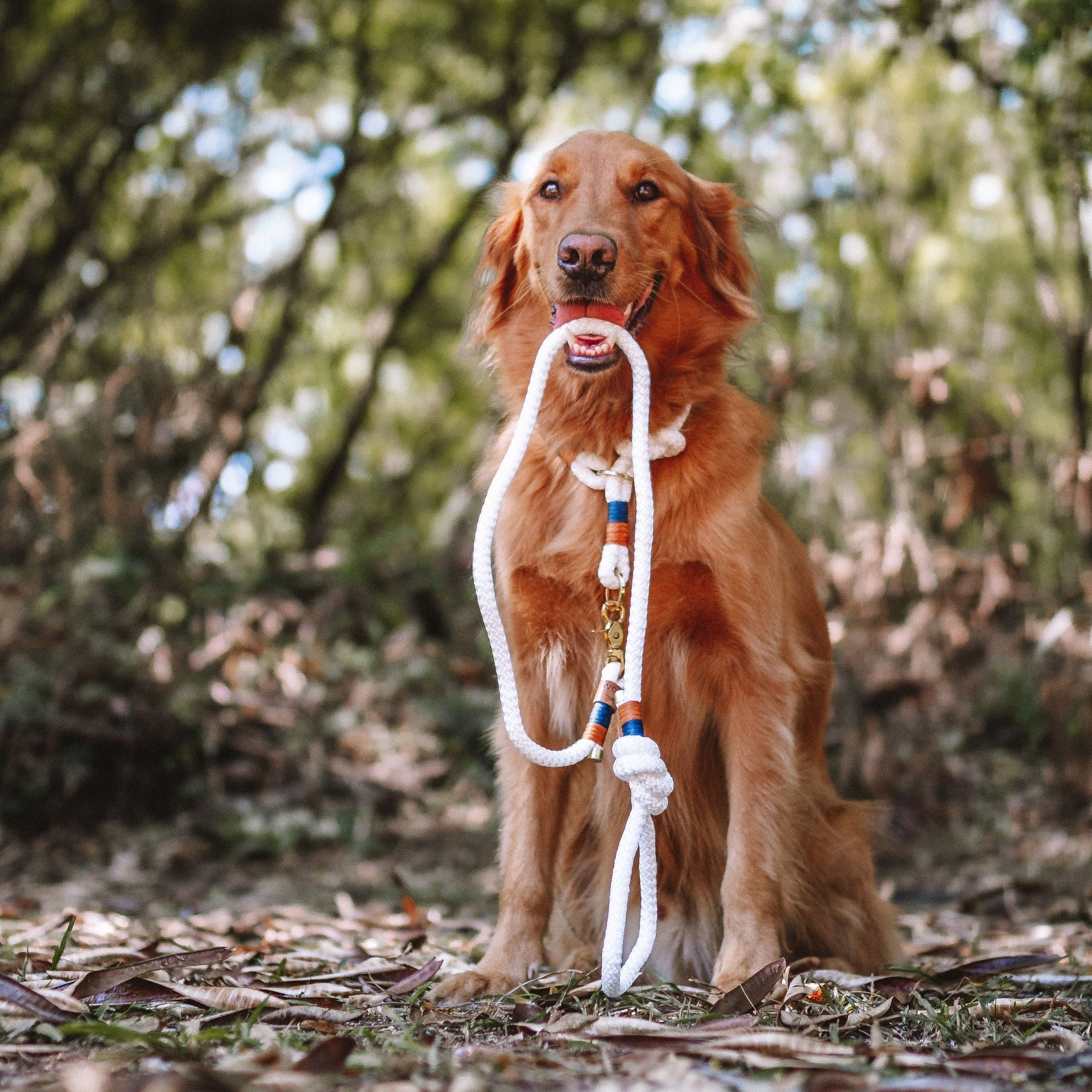 Coleira de corda para cachorros Flexy