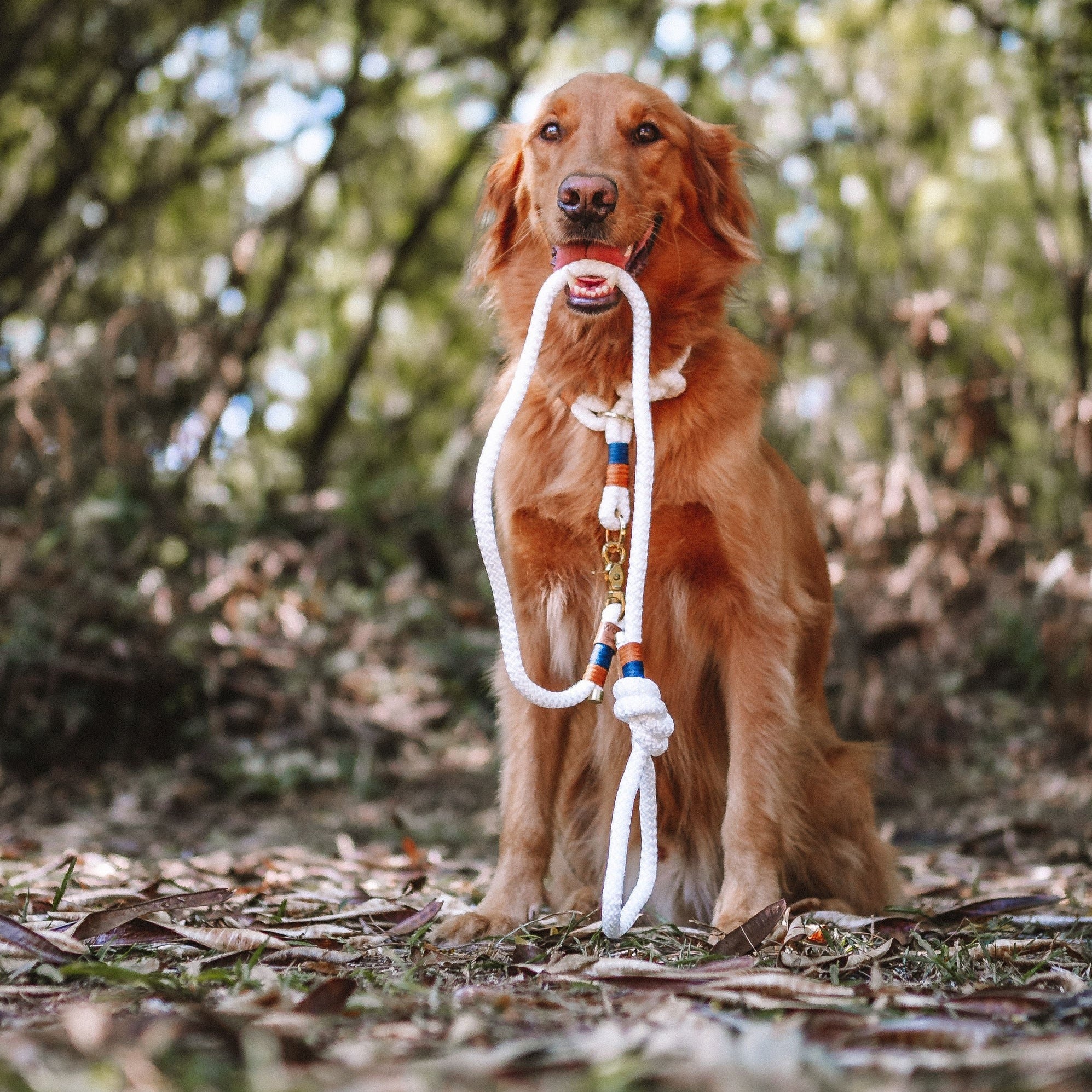 Guia para cachorros Navy