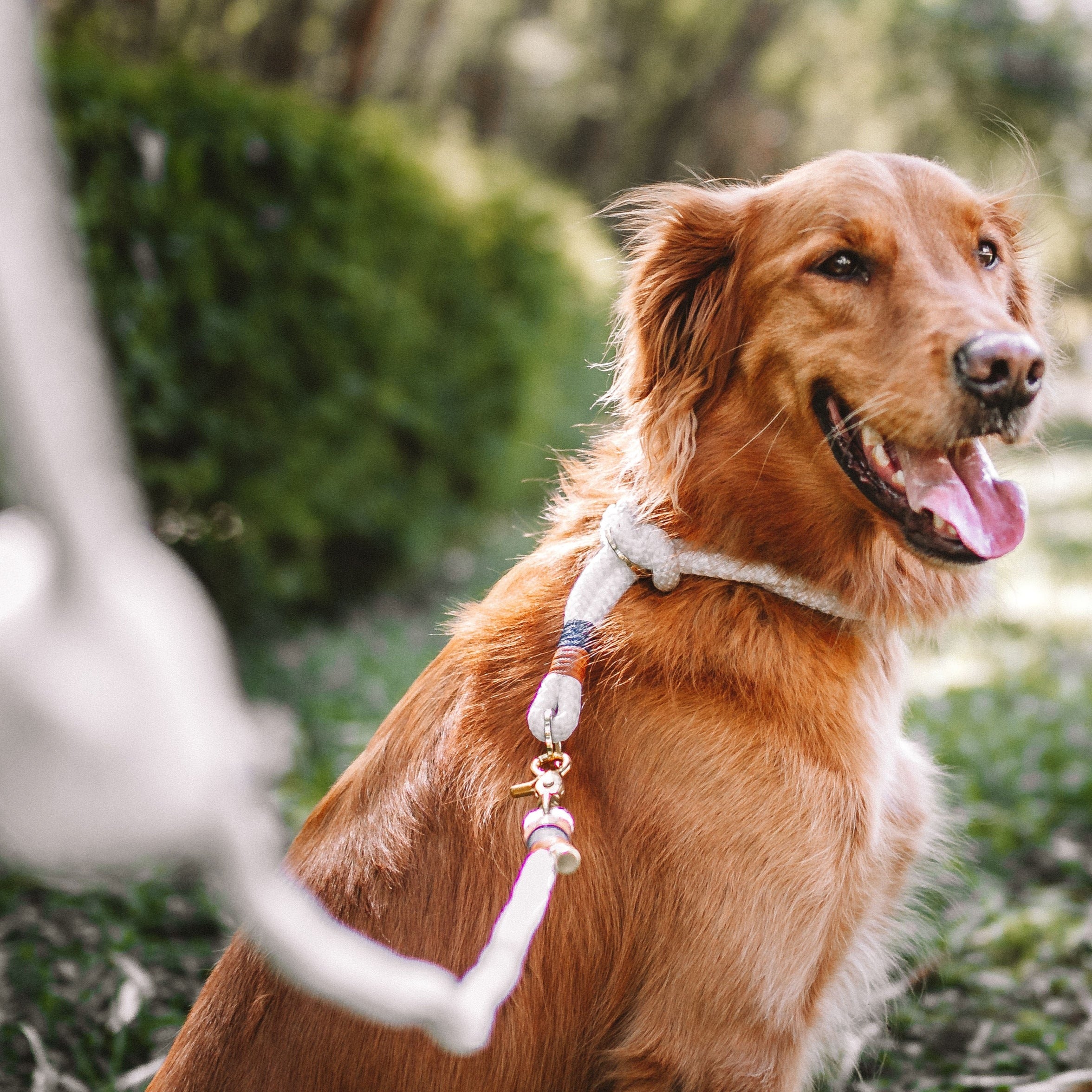 Coleira de corda para cachorros Flexy