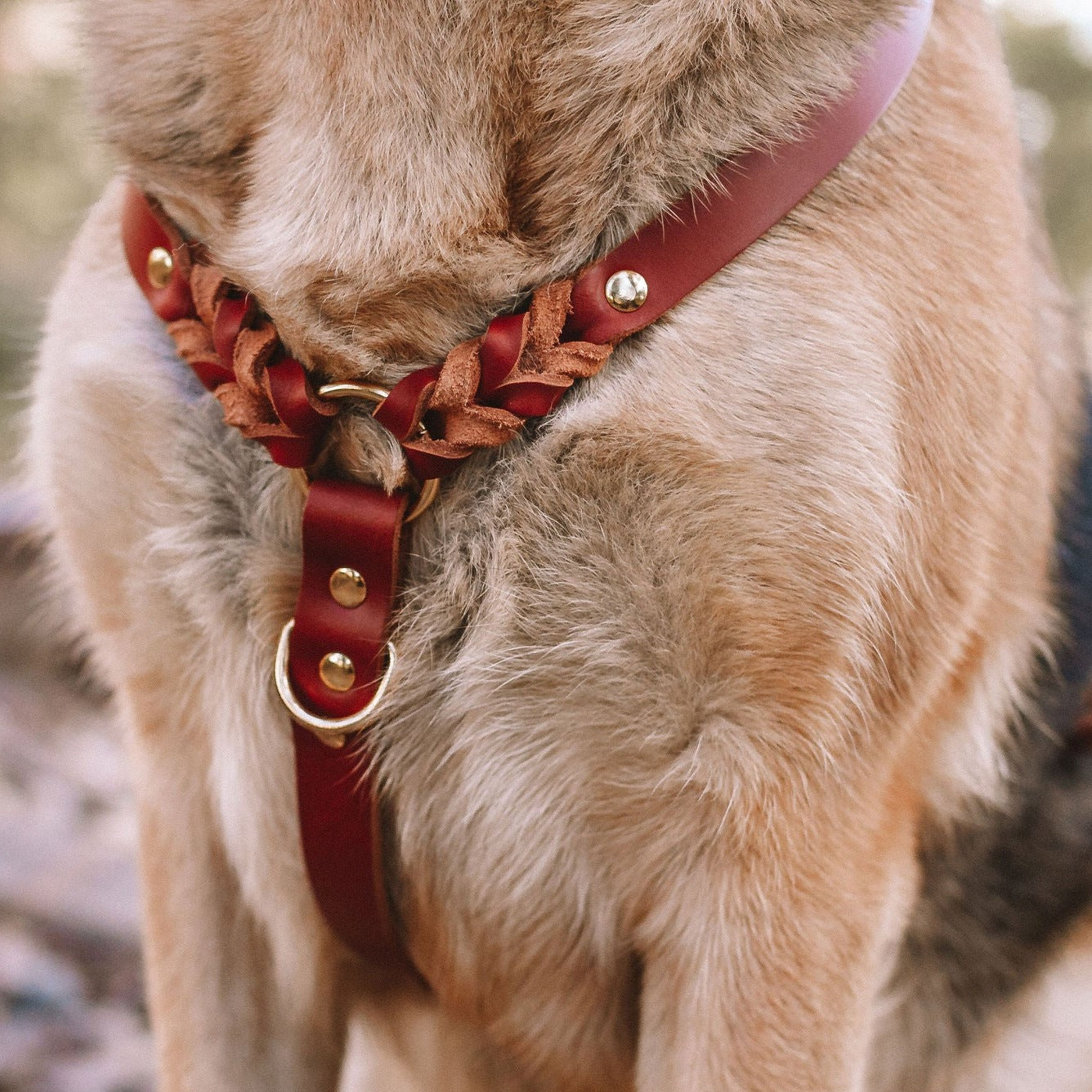 Peitoral para cachorros Carisma