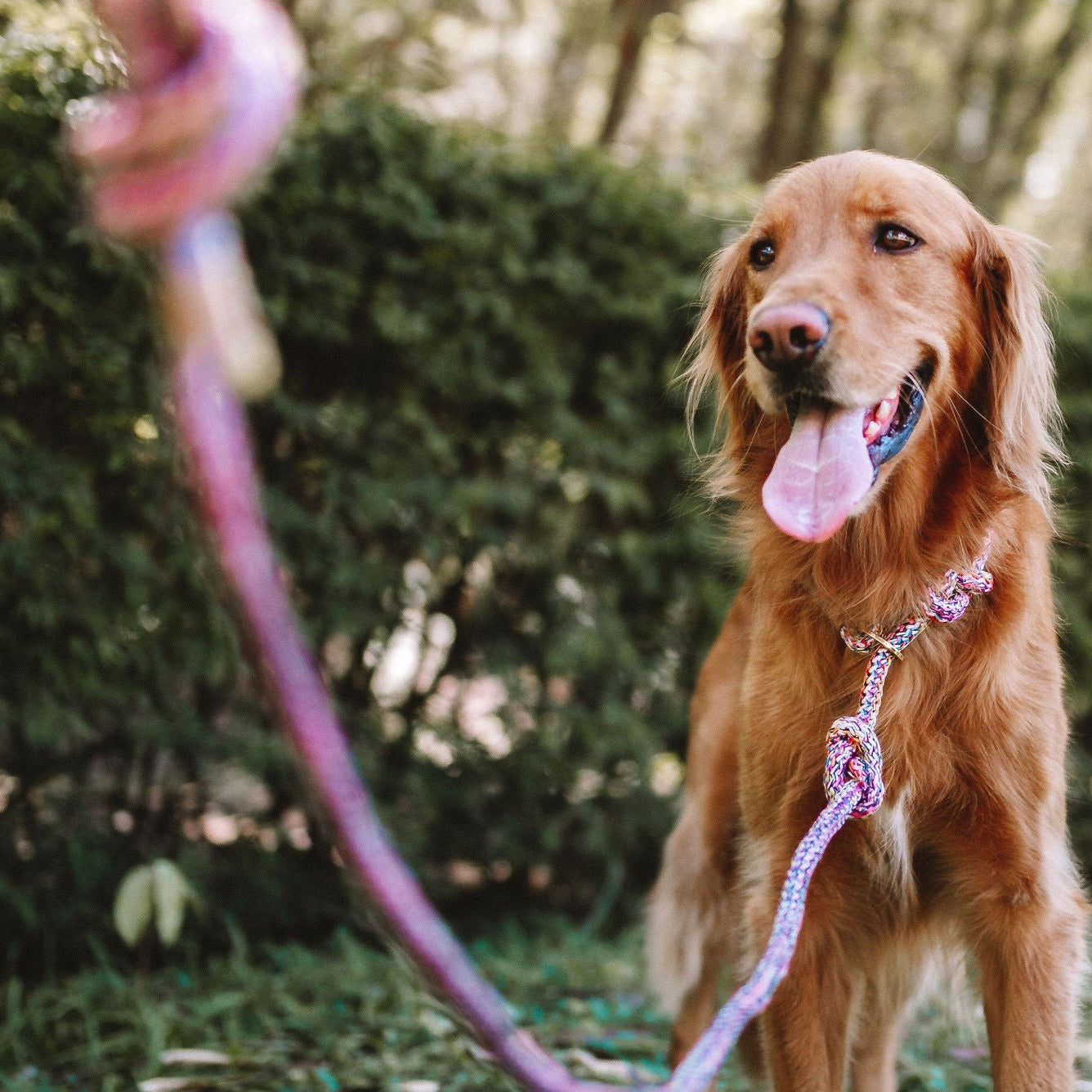 Guia unificada para cachorros Harmony