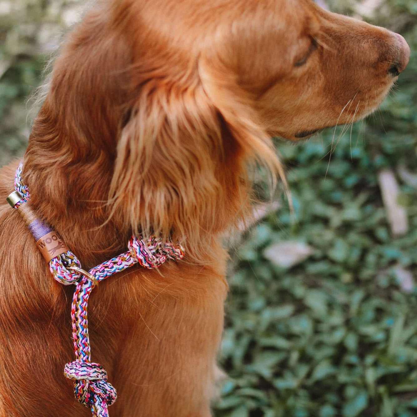 Guia unificada para cachorros Harmony