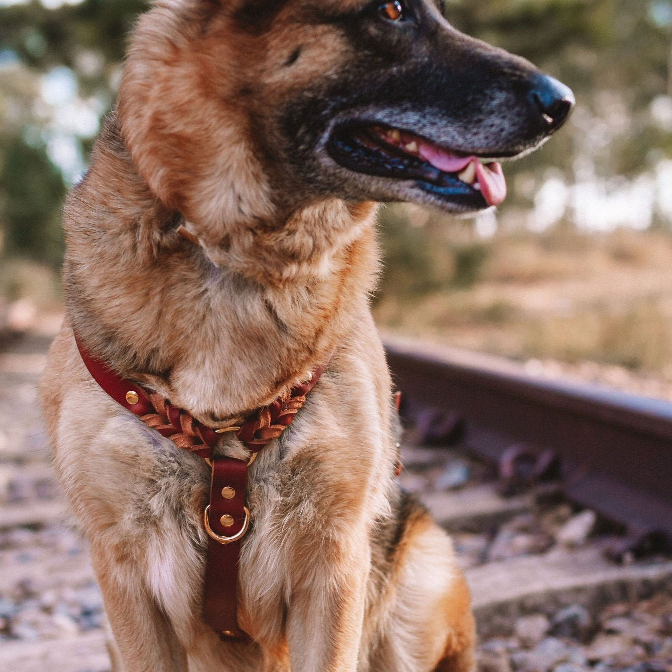 Peitoral para cachorros Carisma