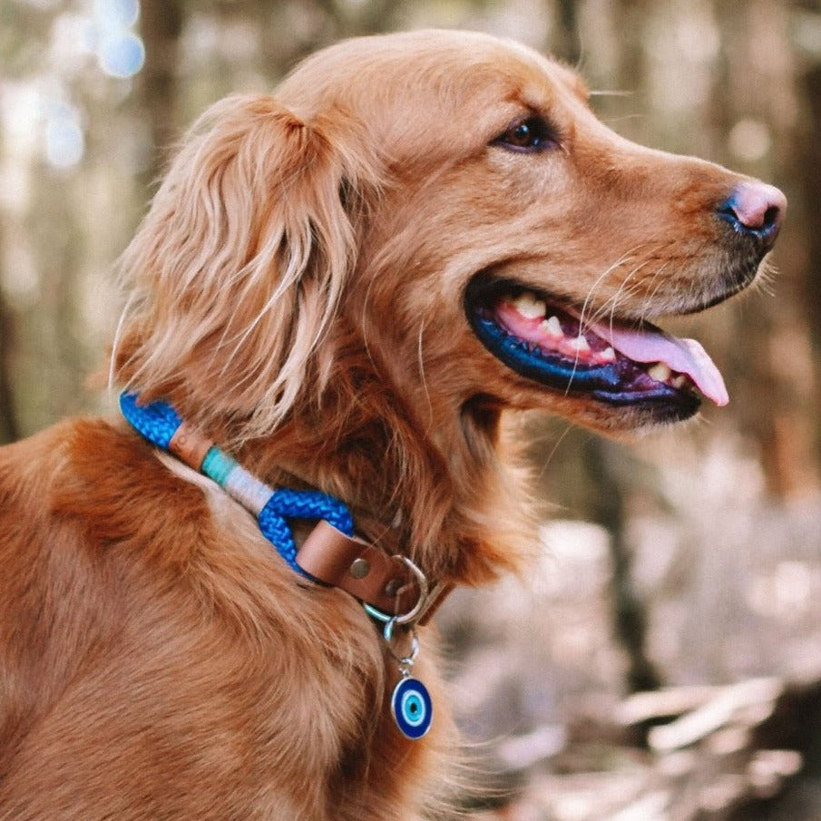 Coleira para cachorros Origins